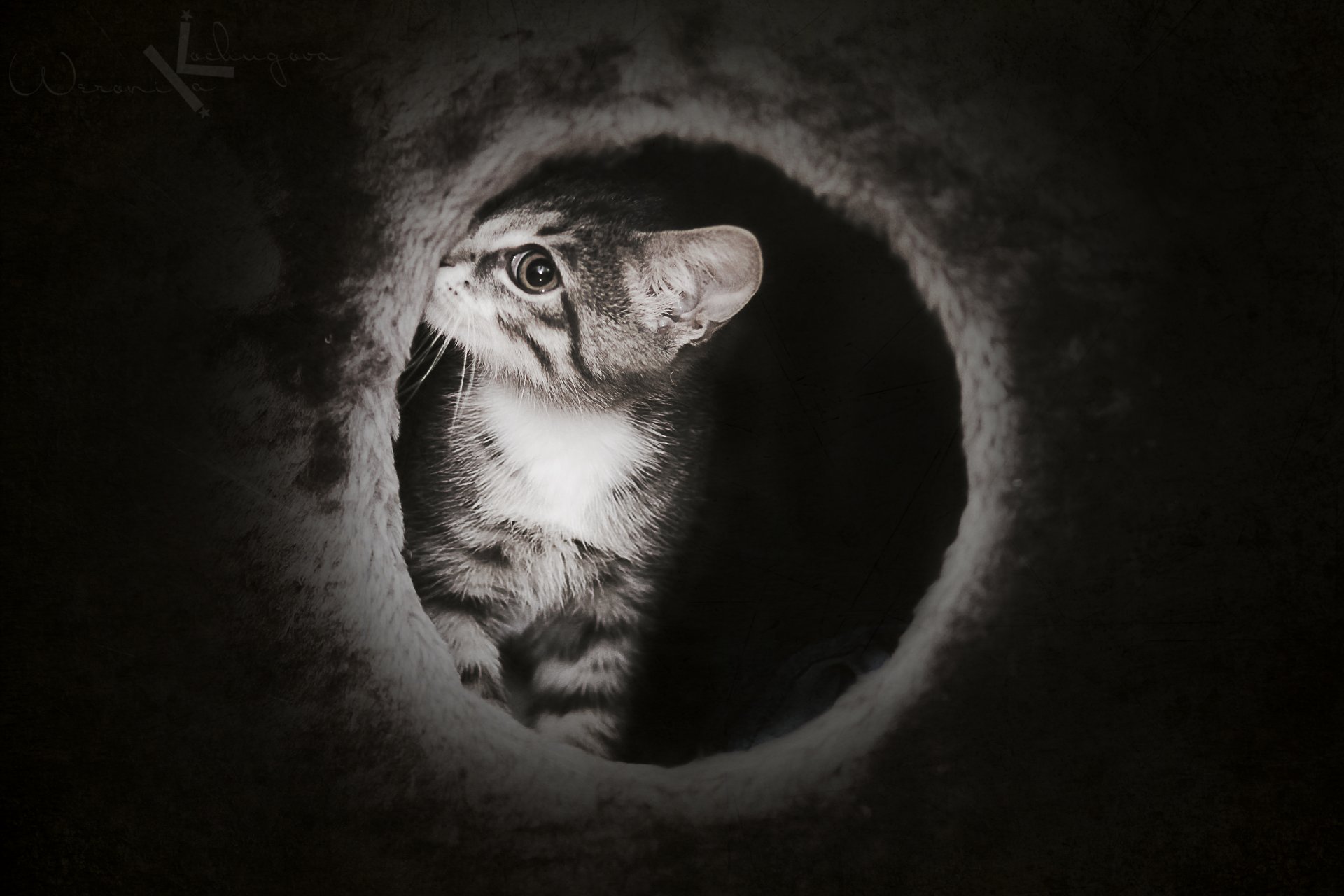 oscuro gatito lindo misterioso gato gato coño gato casa bonita ojo