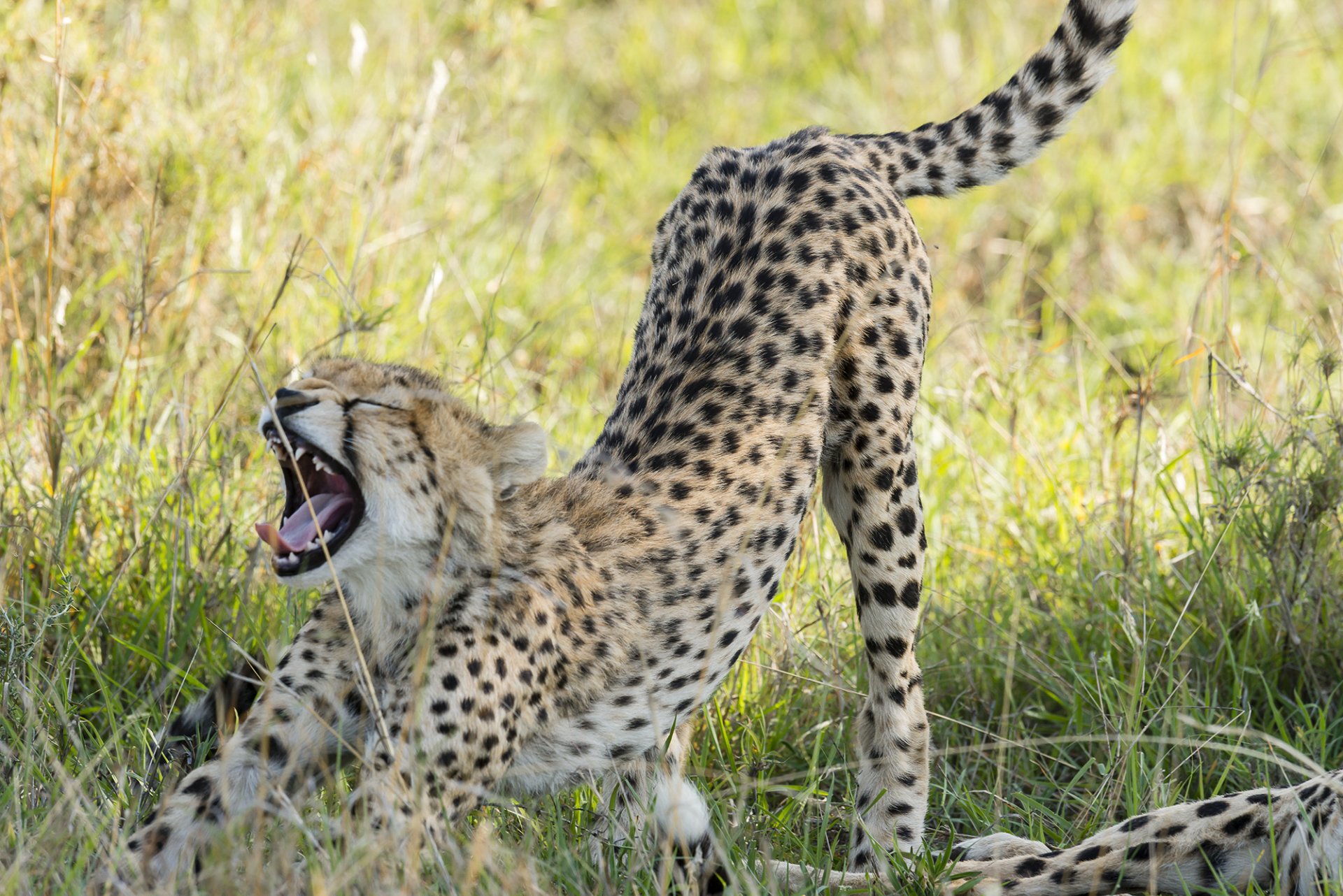 gepard dehnt sich aus savanne grinsen raubtier