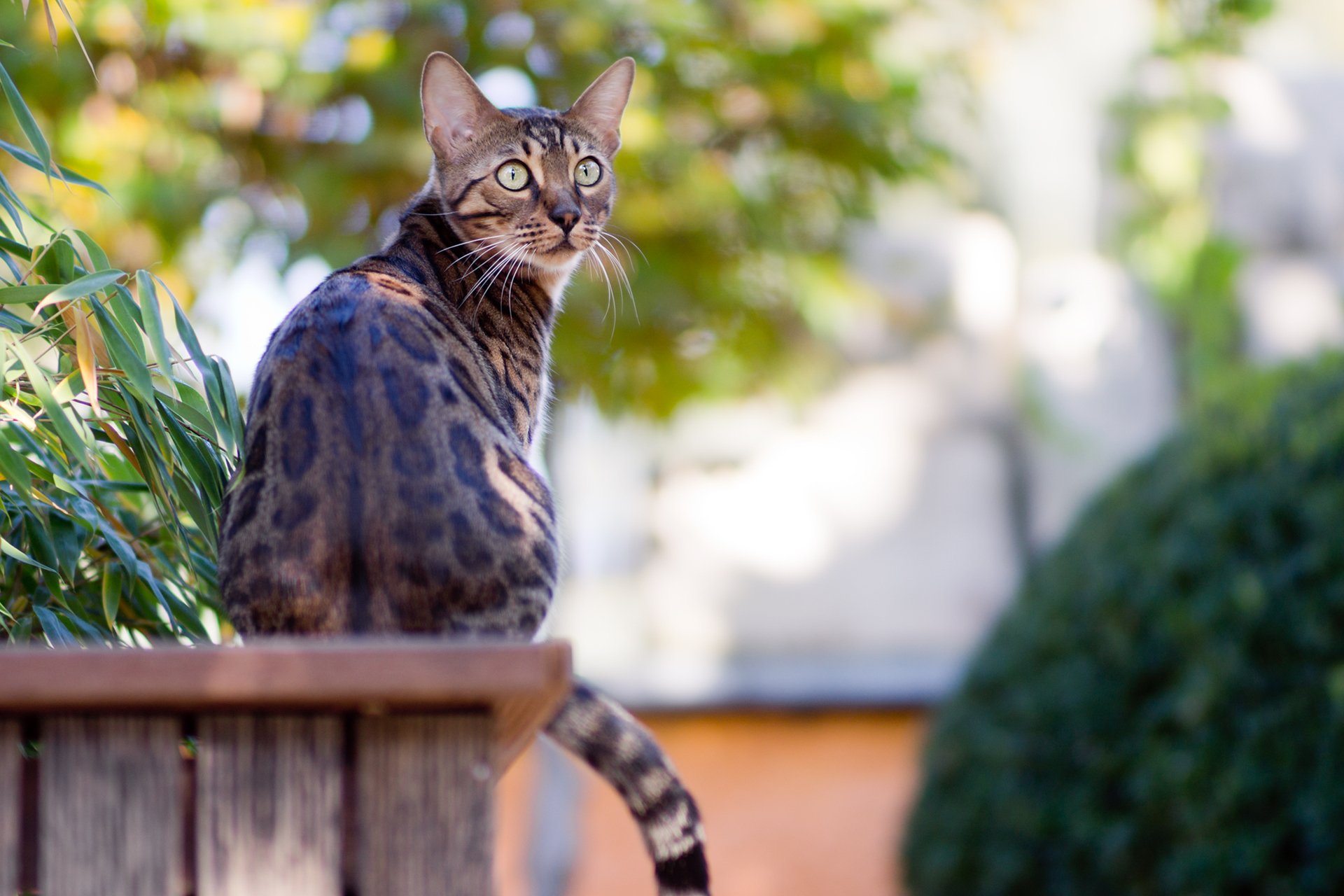 gato bengalí sentado jardín vegetación