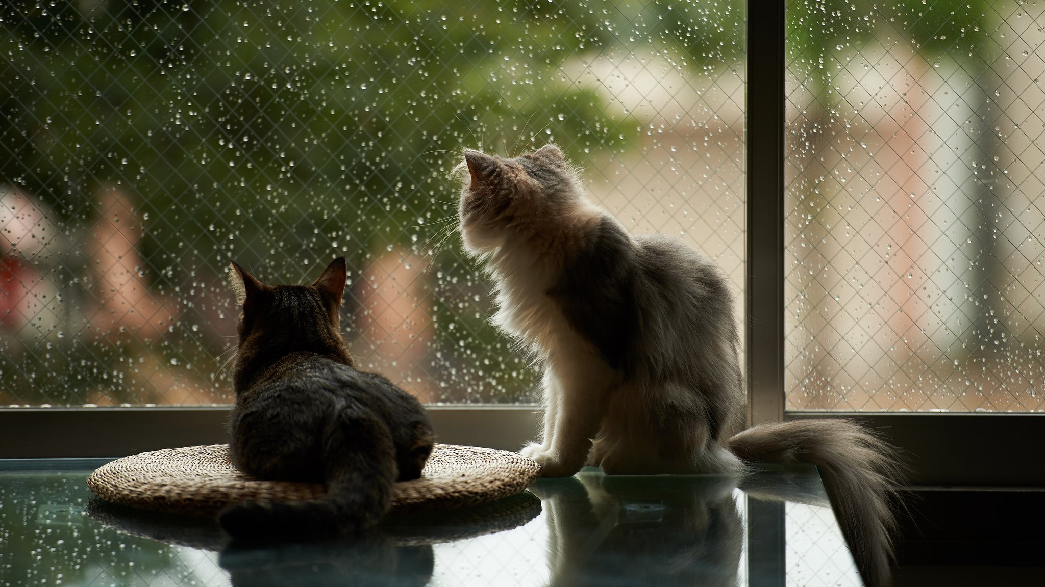 gatos casa ventana lluvia