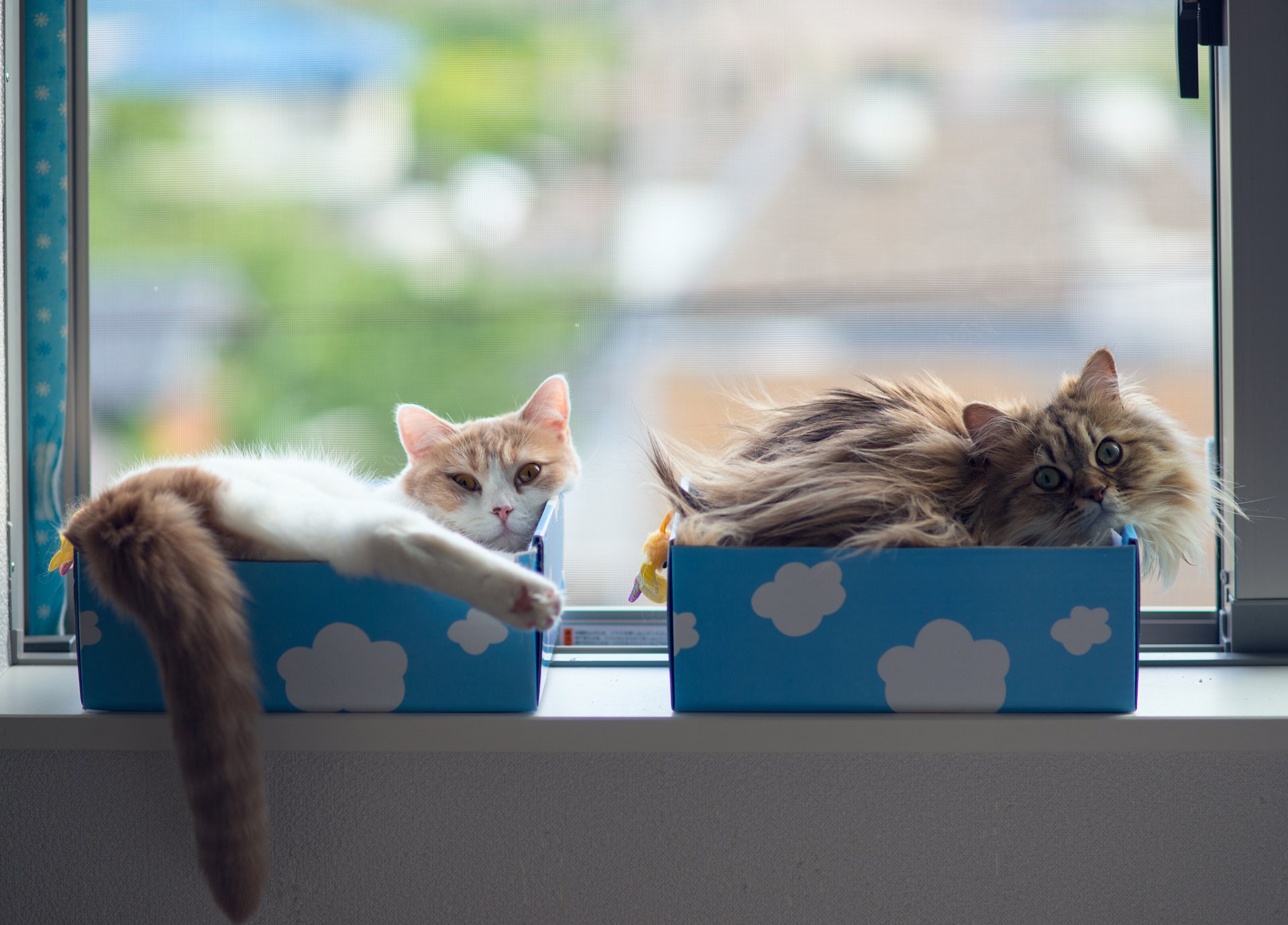 gänseblümchen hannah benjamin tord ben tord katzen box boxen