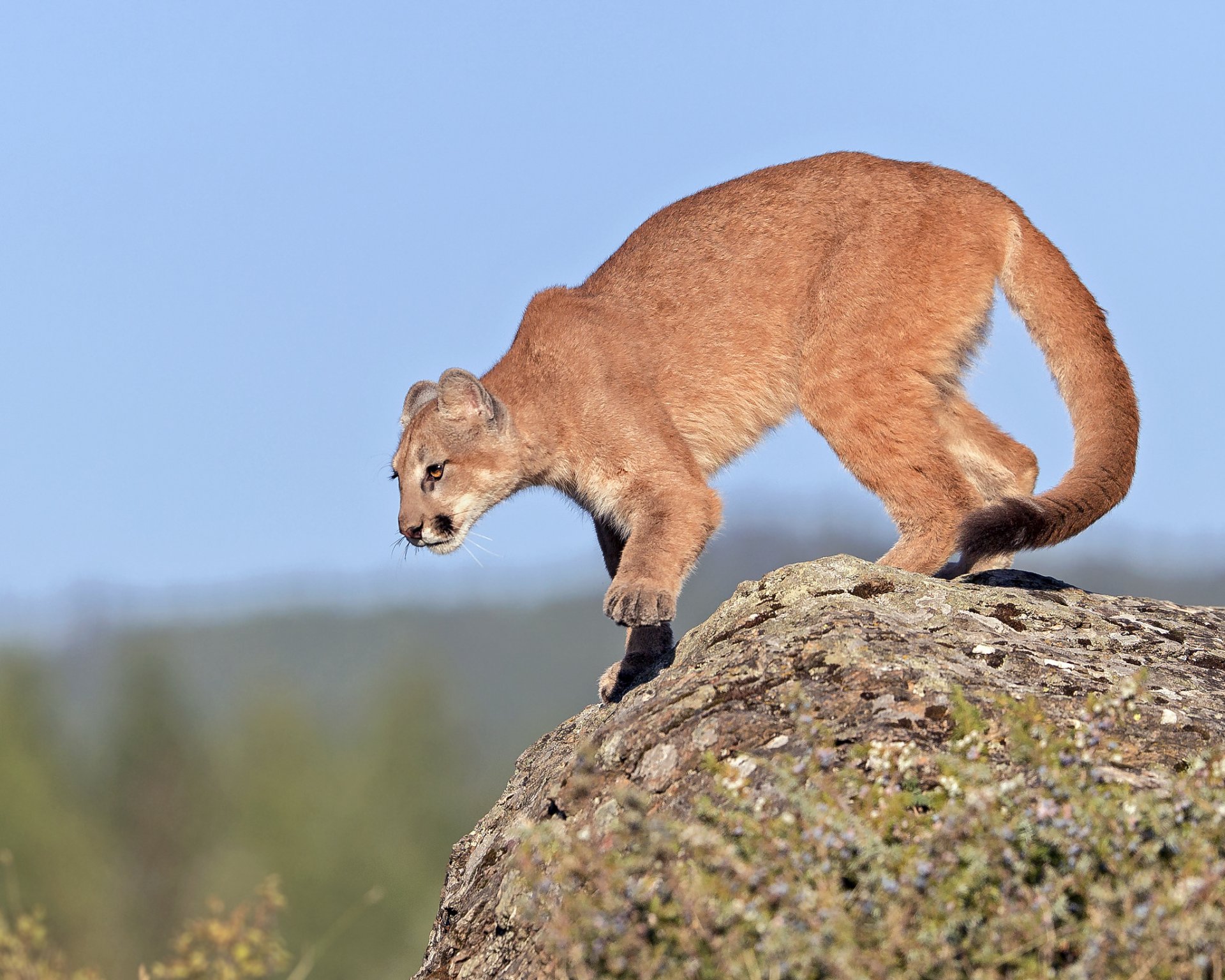 cougar giovane roccia prontezza cielo gary samples rhotography