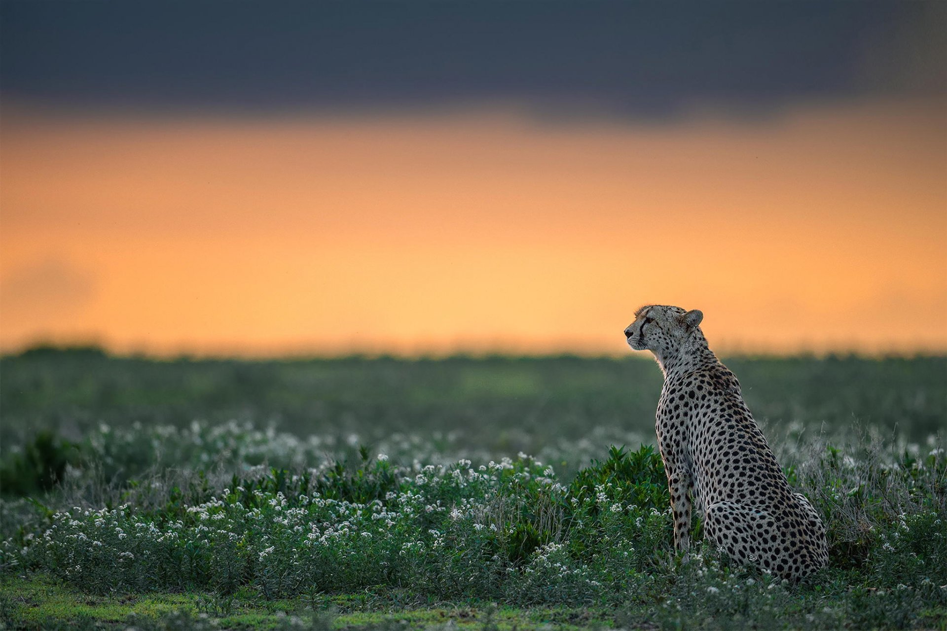 guépard prédateur faune