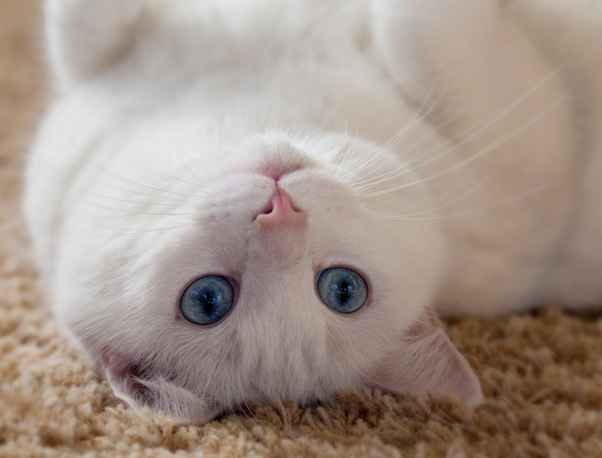 gatto bianco sguardo occhi orecchie baffi animale