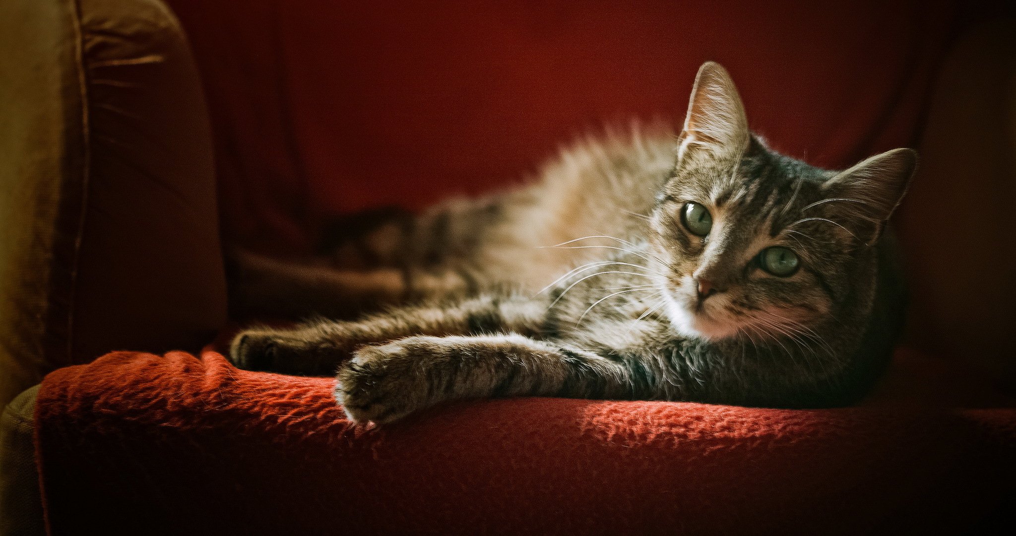 fauteuil chat gris rayures regard