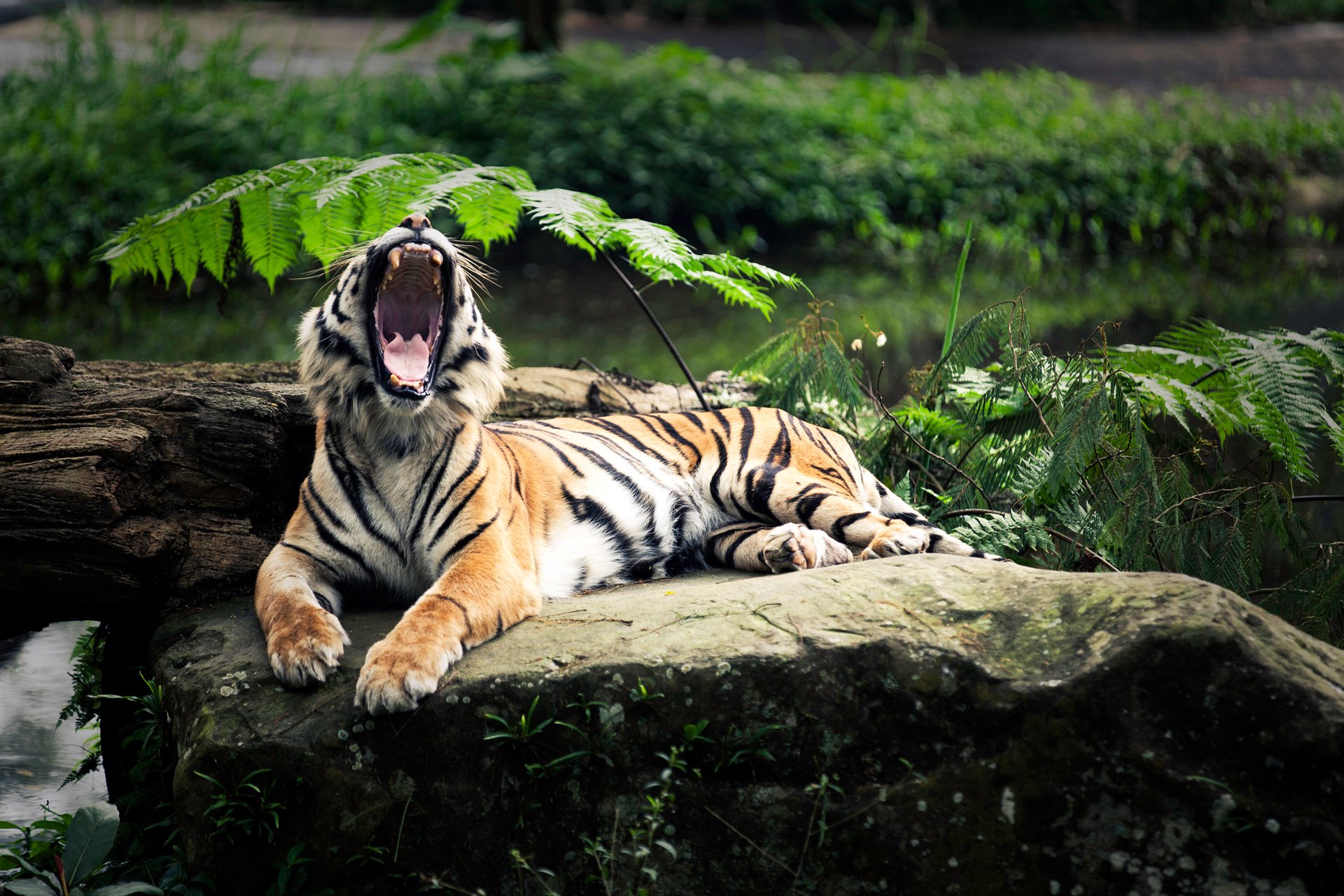 tiger maul gähnen ruhe