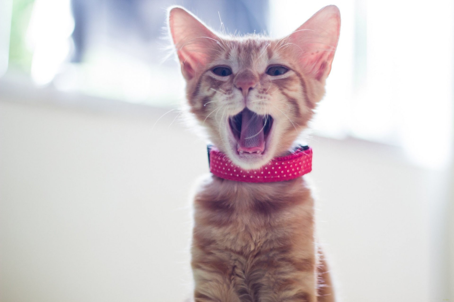 yawns red necklace