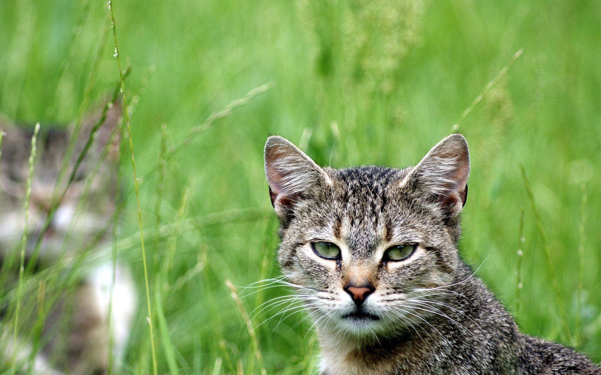 katze katze schaut grün blick