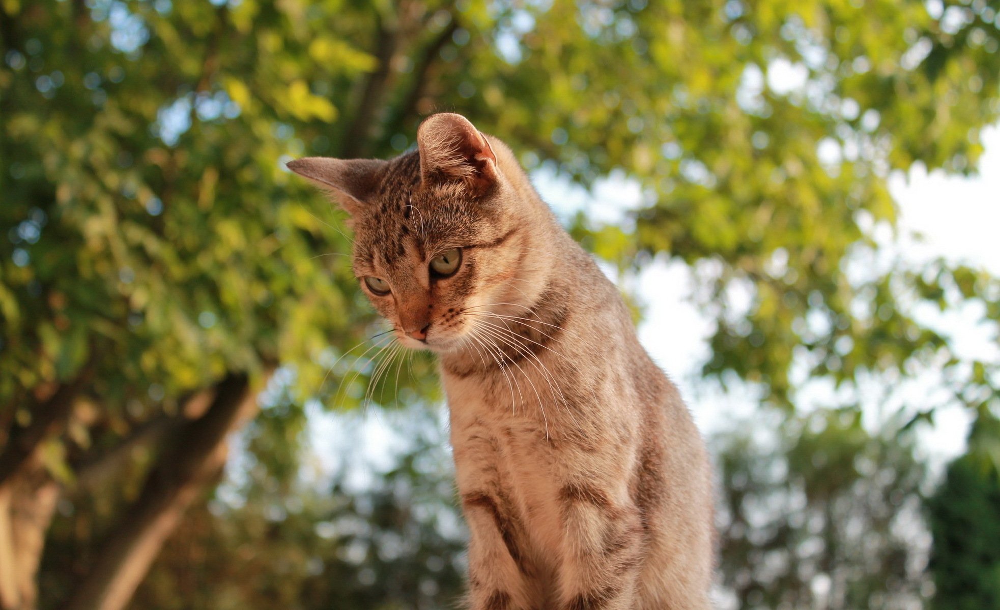 chat roux regarde arbre. vert