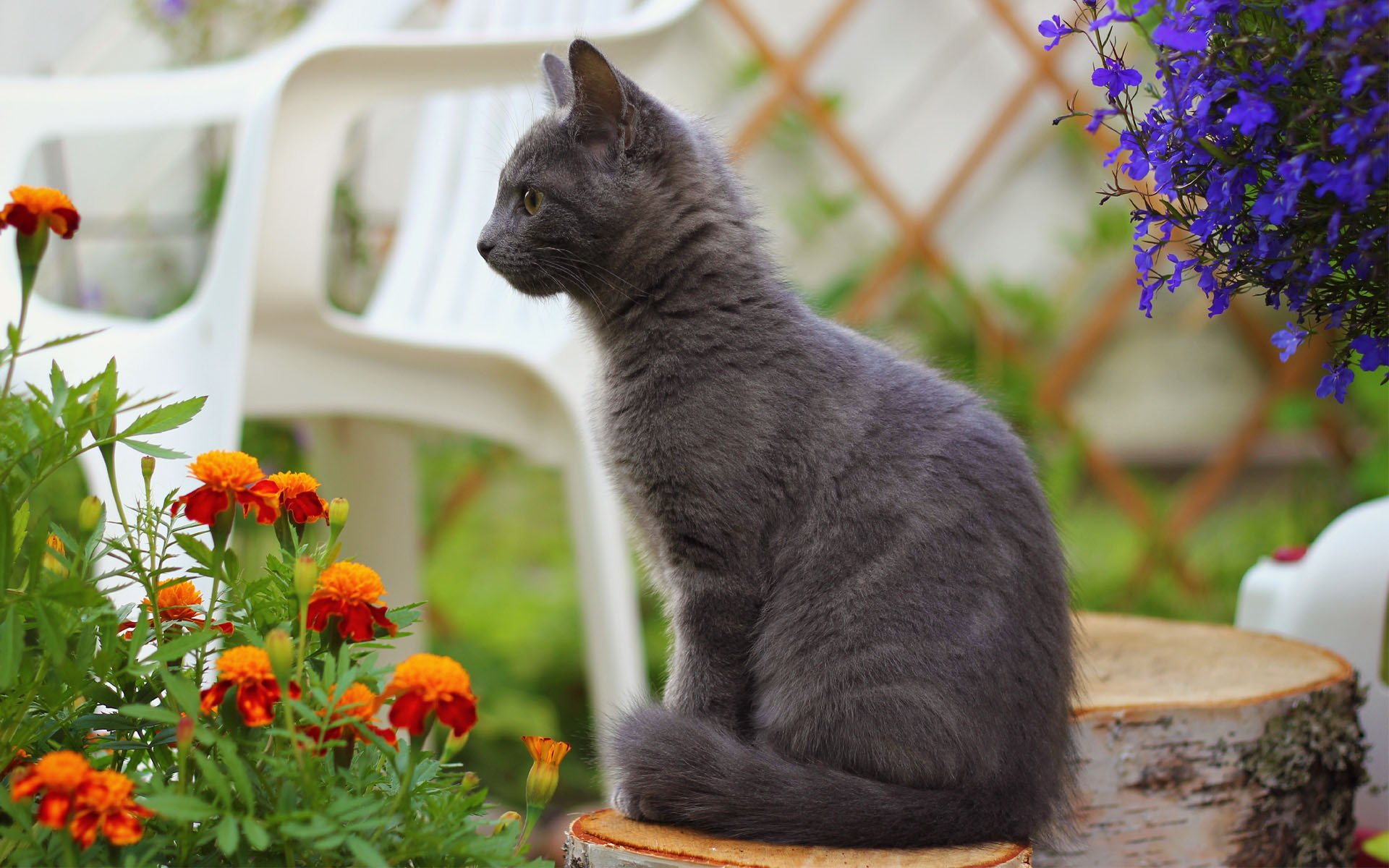 cat cat smoky stump flowers marigolds chair blur