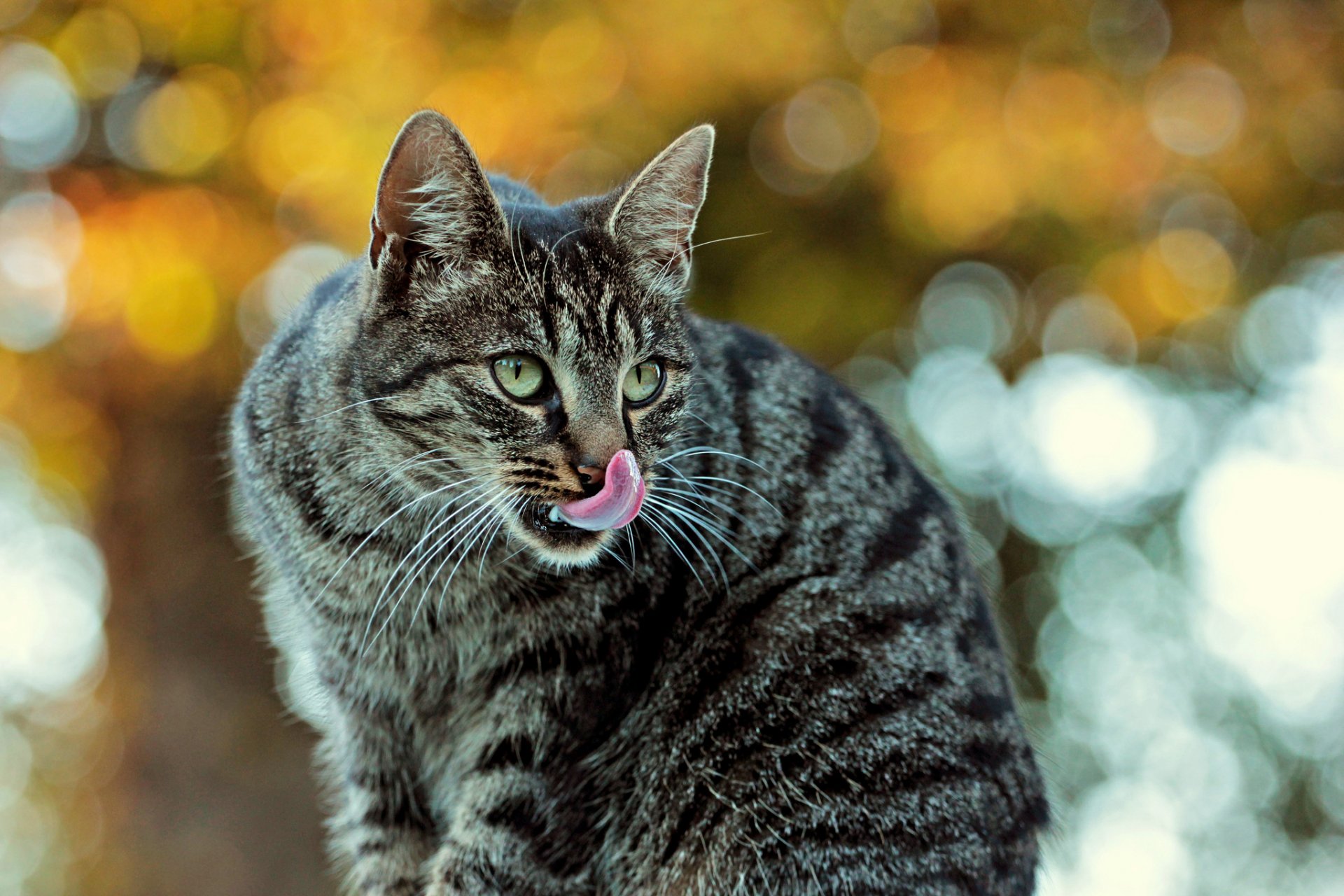 katze katze grau gestreift blendung hintergrund