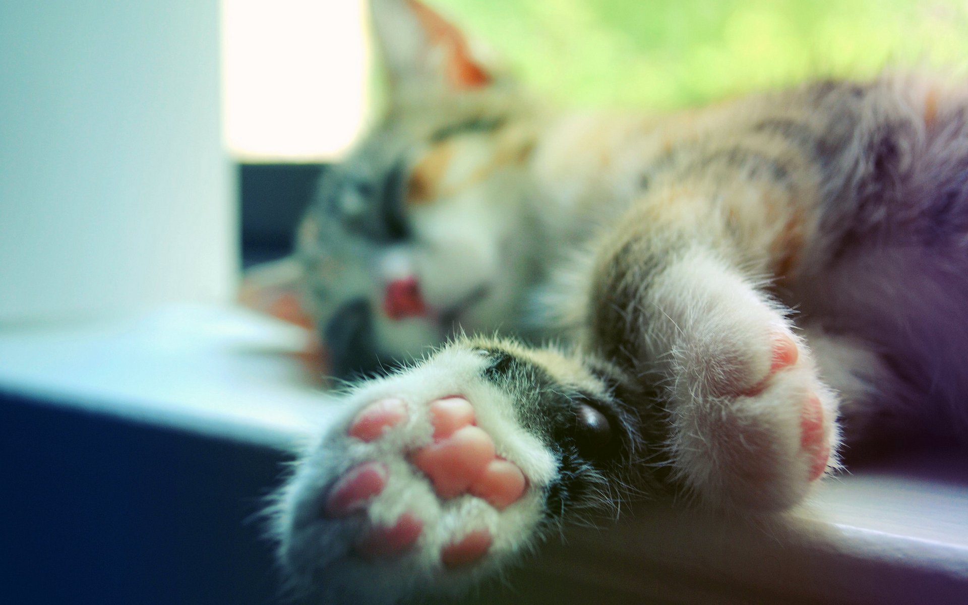 katze katze schläft pfoten makro fensterbank