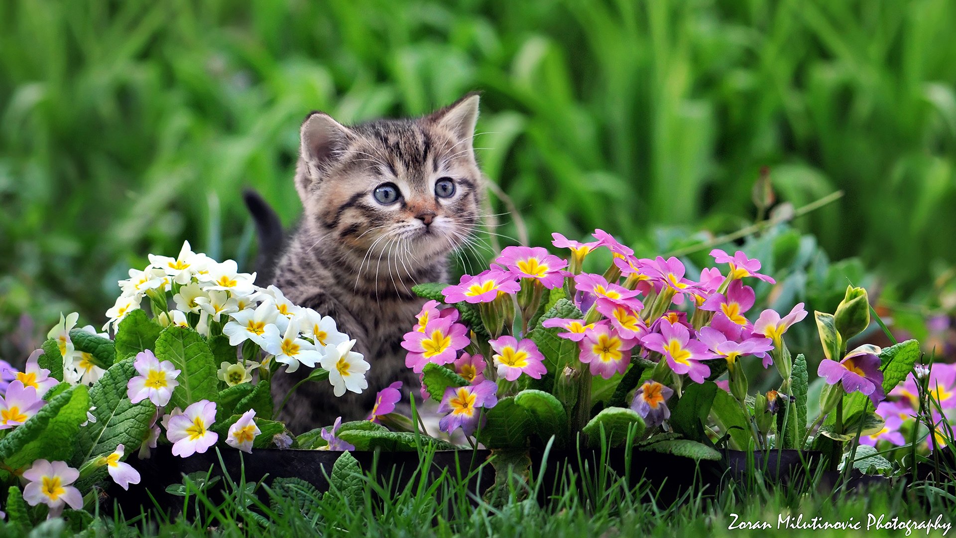 baby blumen primel von zoran milutinovich