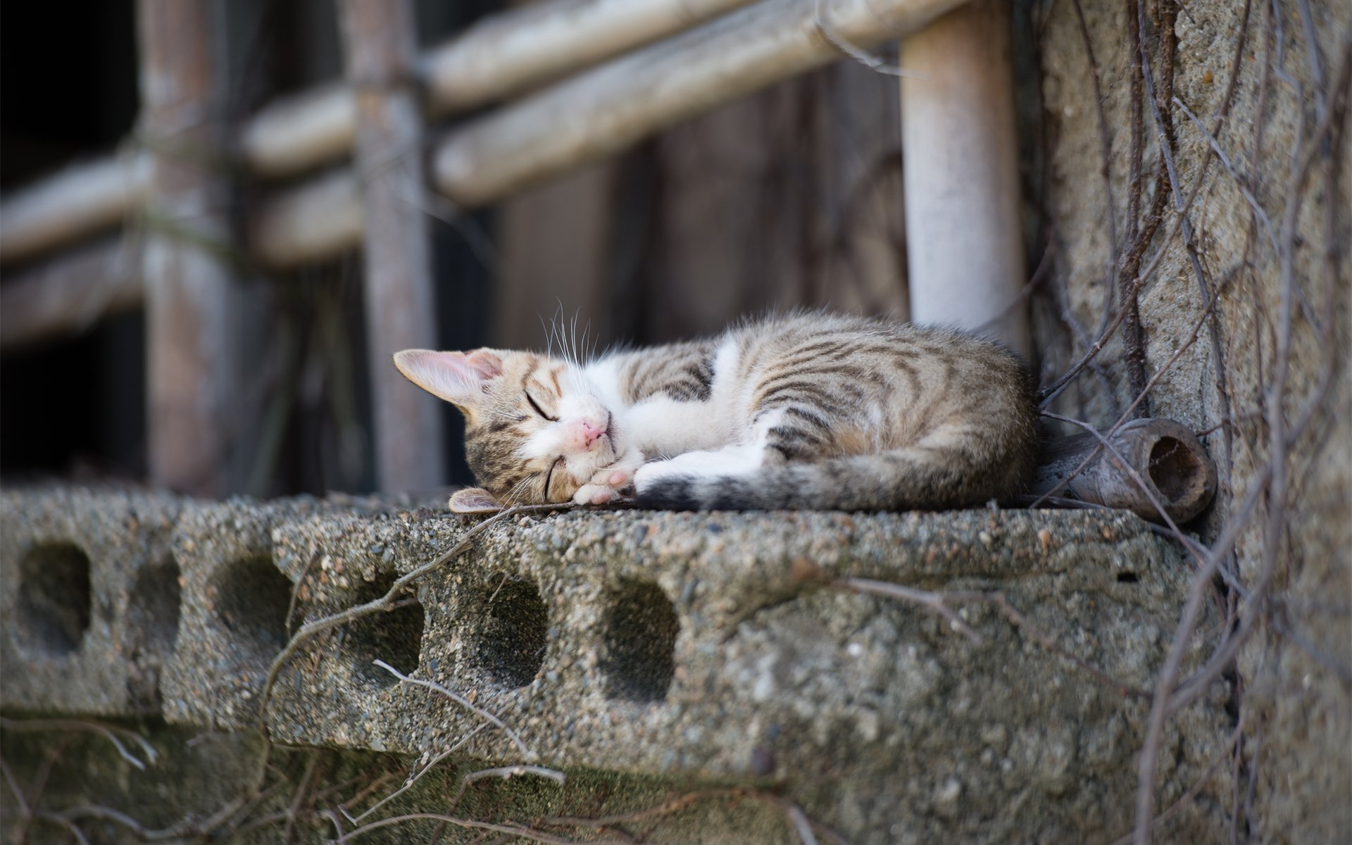 katze katze schläft stadt fensterbank beton stöcke