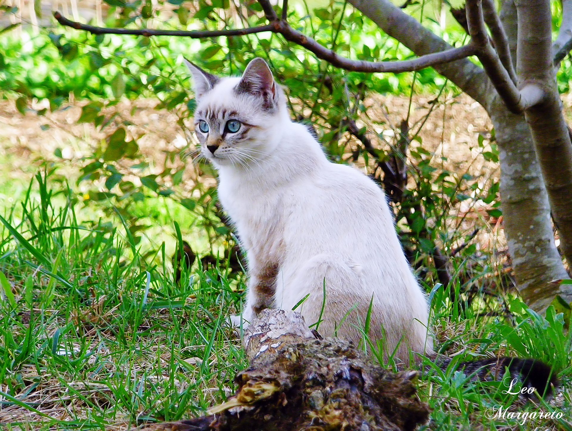 león margareto árbol ramas hierba gato blanco