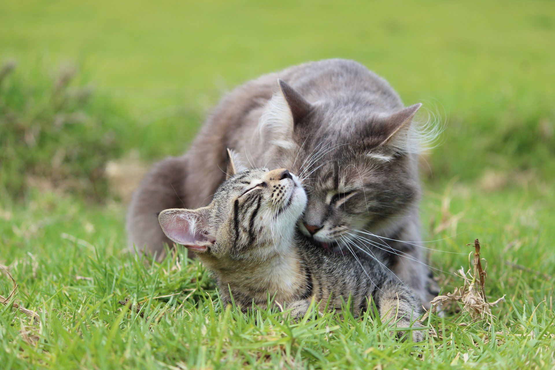 erba gatto gattino grigio cura