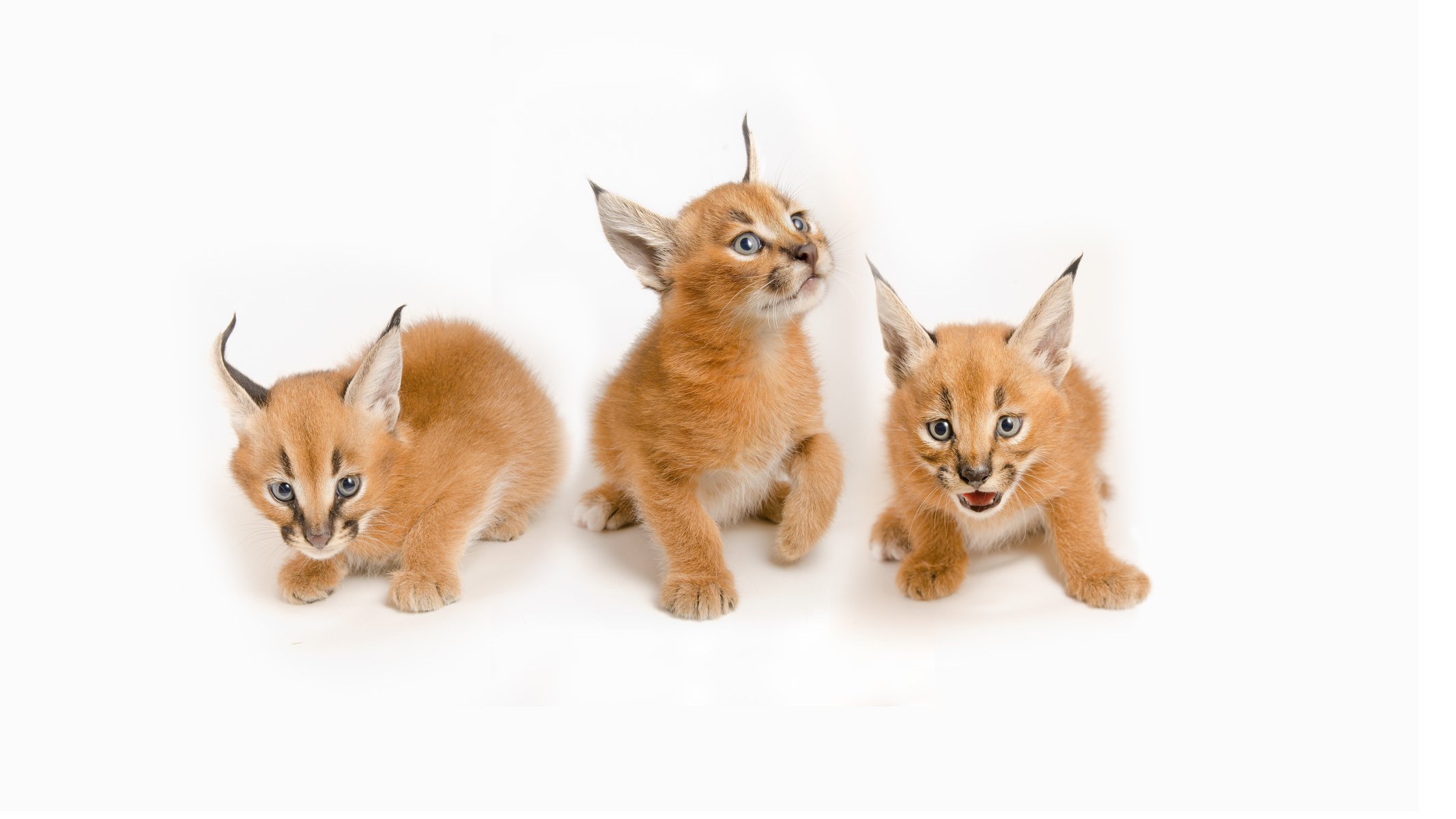 caracals linci della steppa gatti selvatici gattini bambini piccoli trio famiglia sfondo bianco