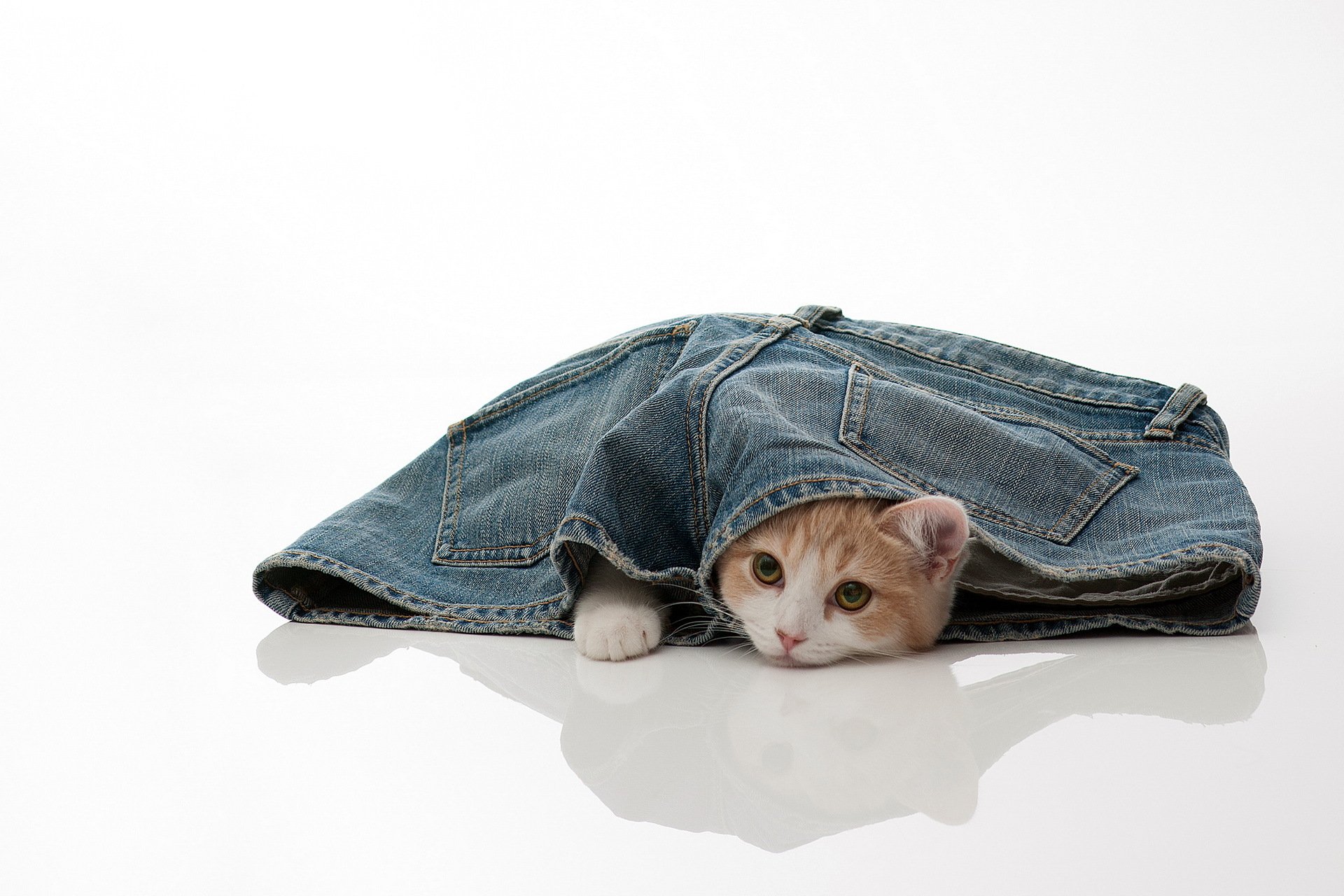 thorod gato jeans