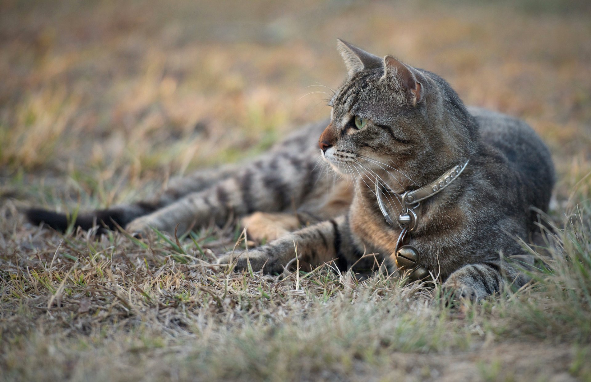 hierba gato gato gris collar mirada