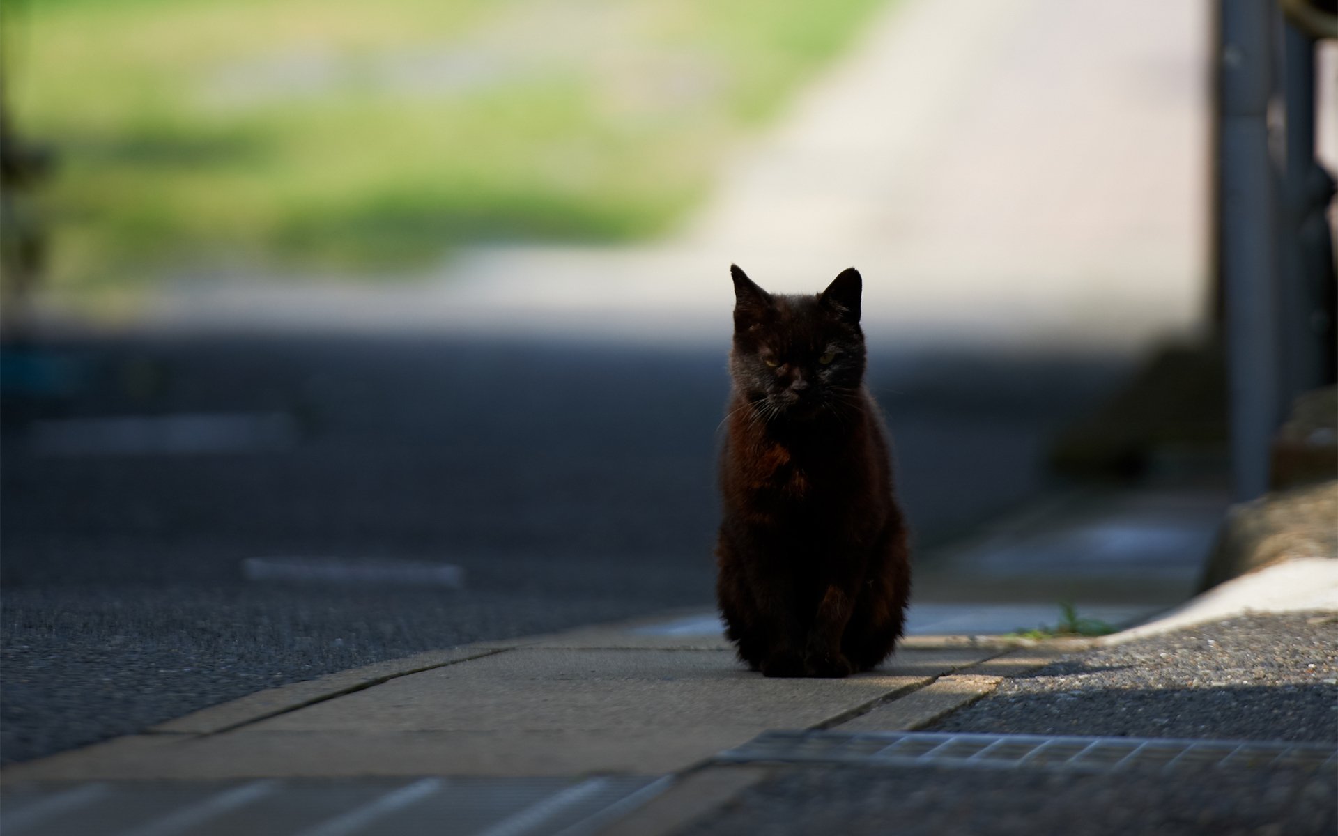 chat noir route ville ensoleillé