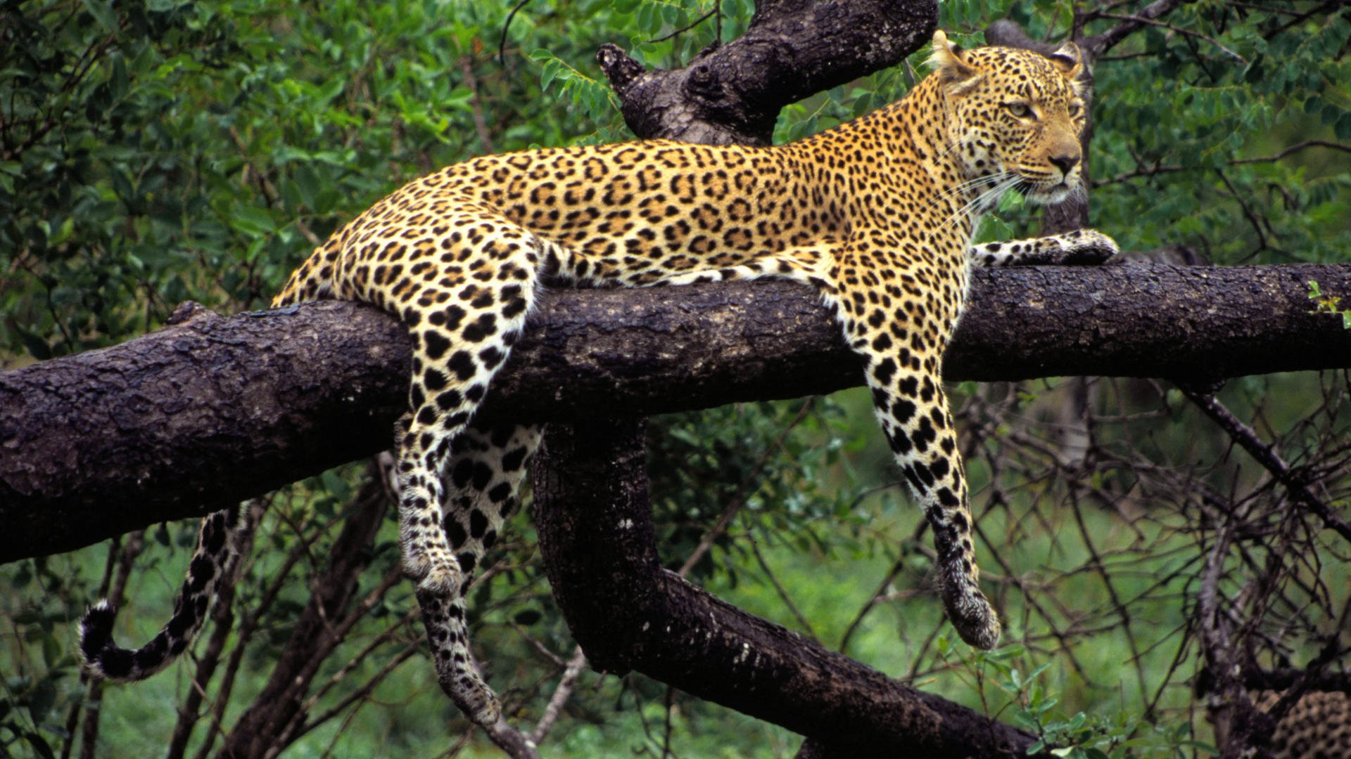 animale predatore leopardo albero zampe colore si trova natura