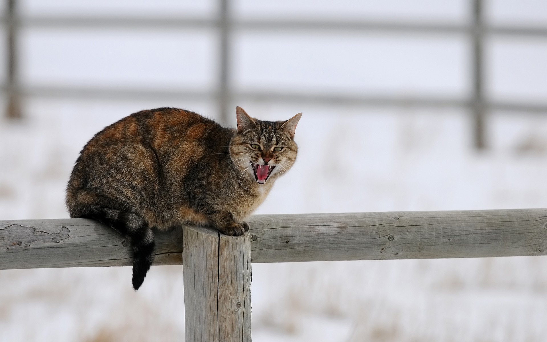 cat cat winter snow fence wood pole