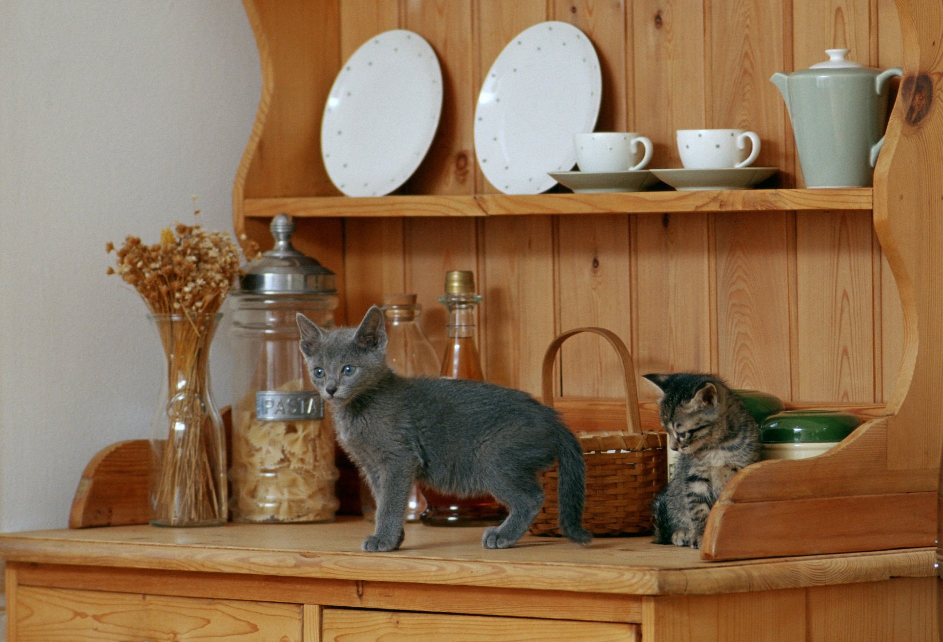 étagères vaisselle assiettes tasses chatons