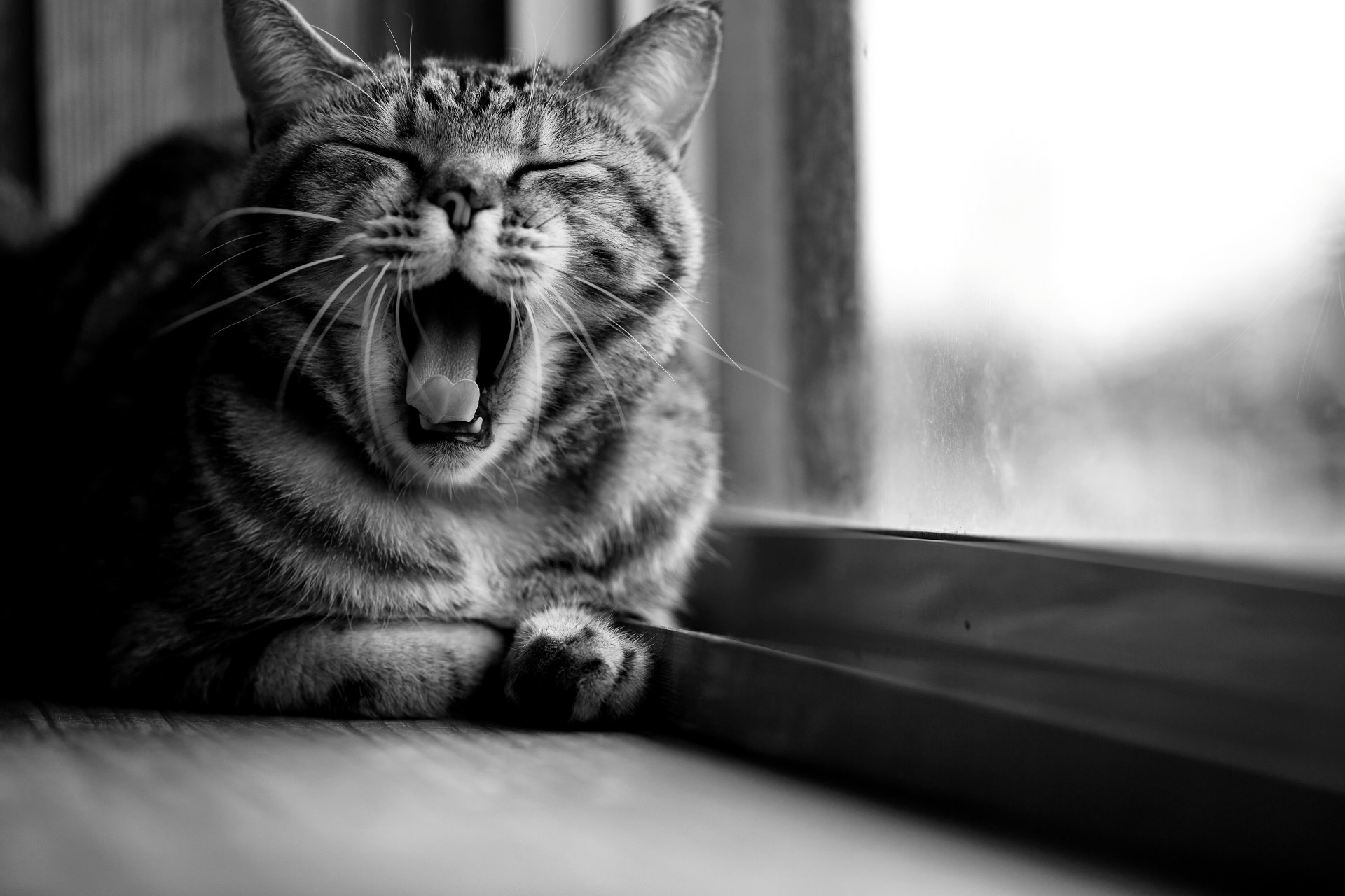 cat striped cat yawning window sitting black and white