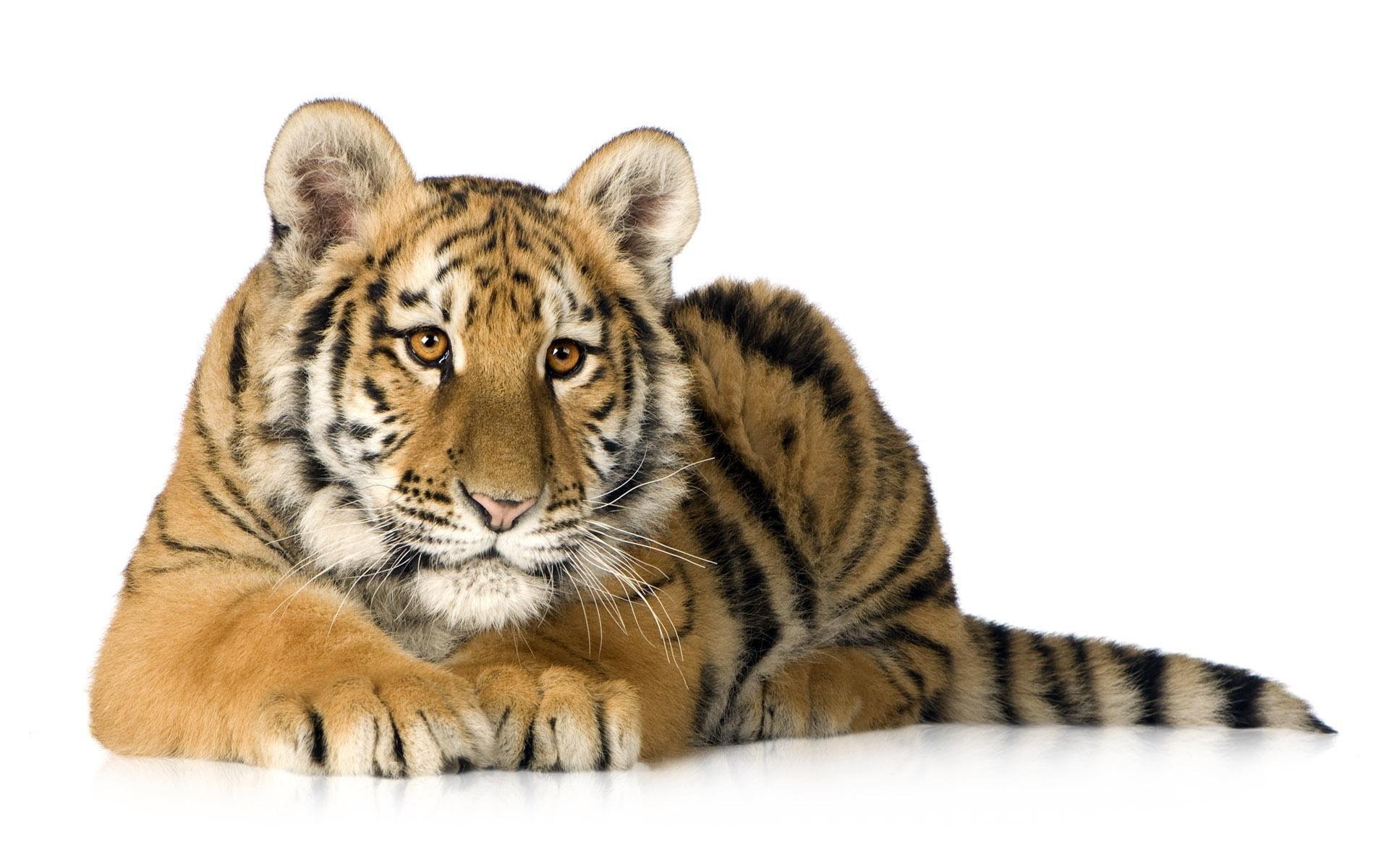 tiger predator white background