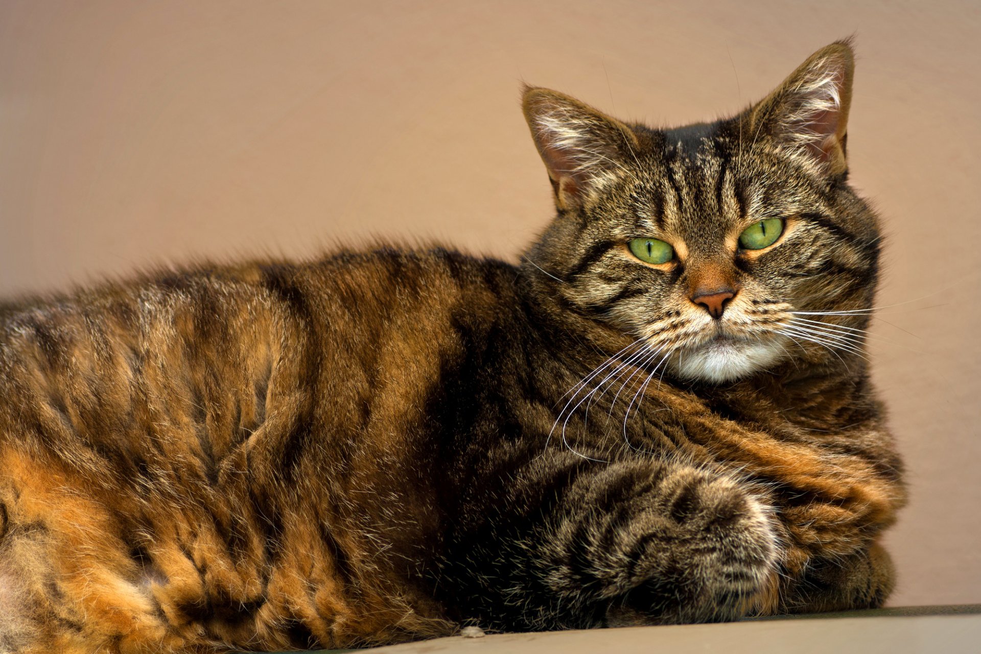 katze gestreift katze augen grün blick schnauze schnurrbart