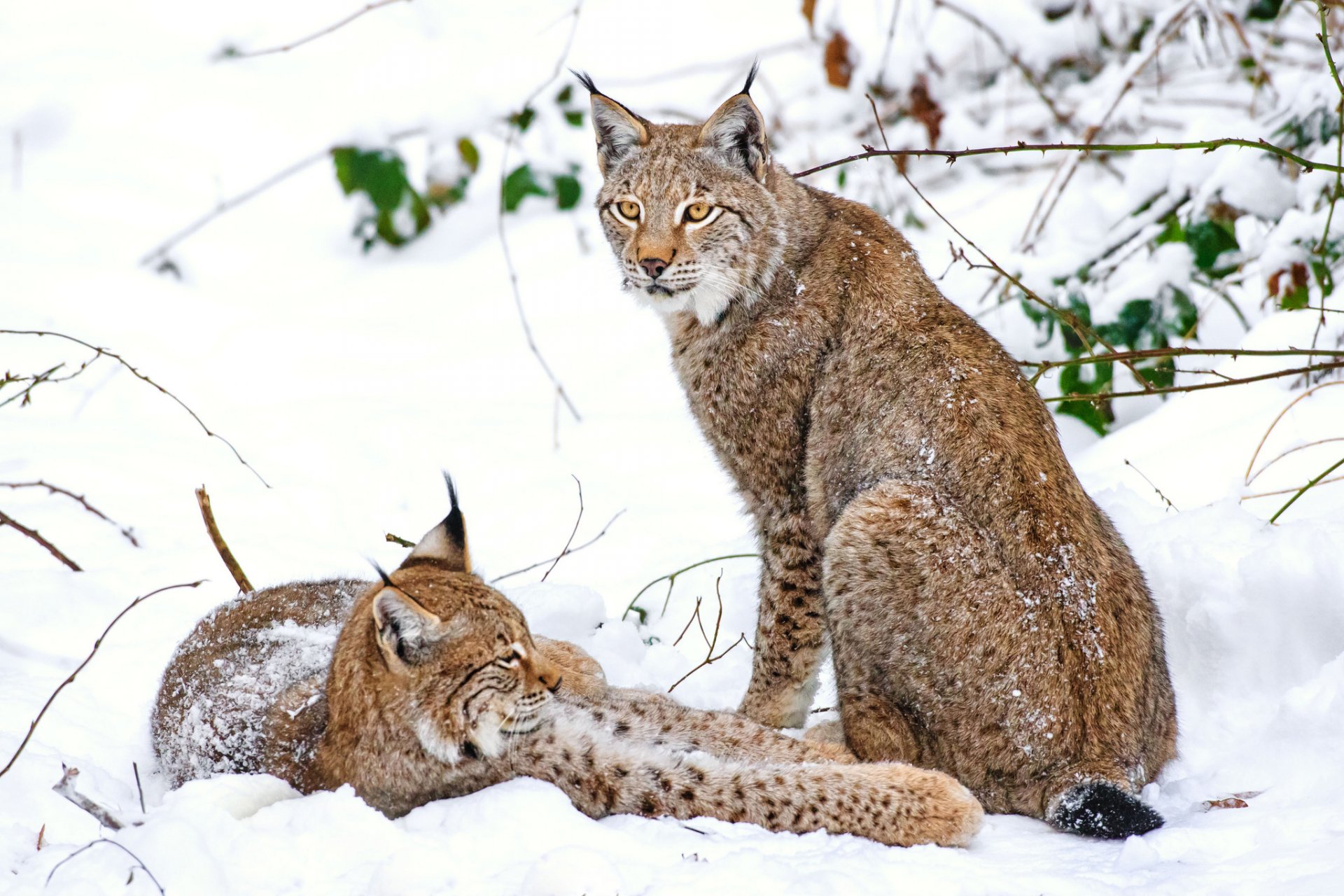 lince invierno nieve pareja