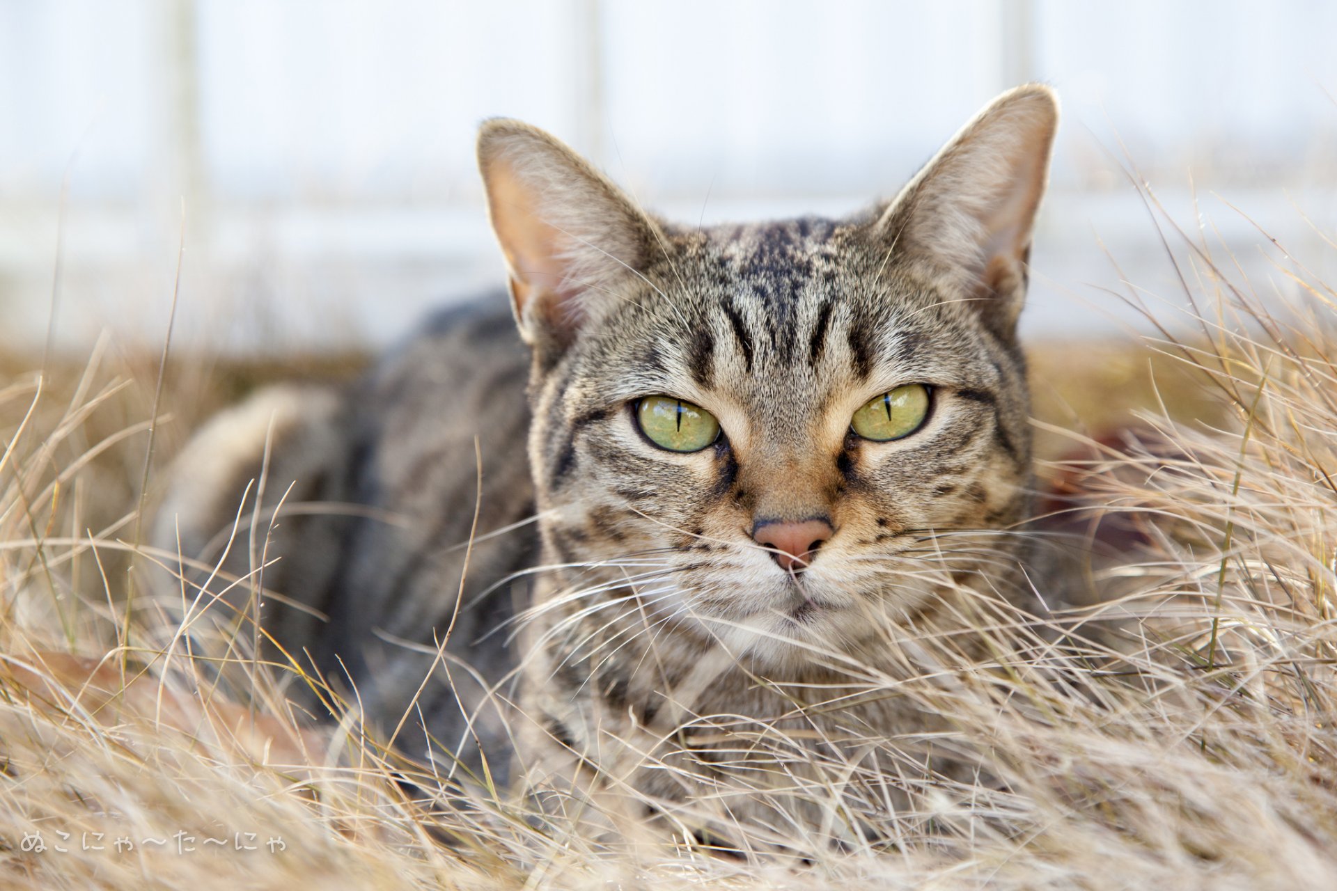 hierba seco gato gato gris rayas mirada