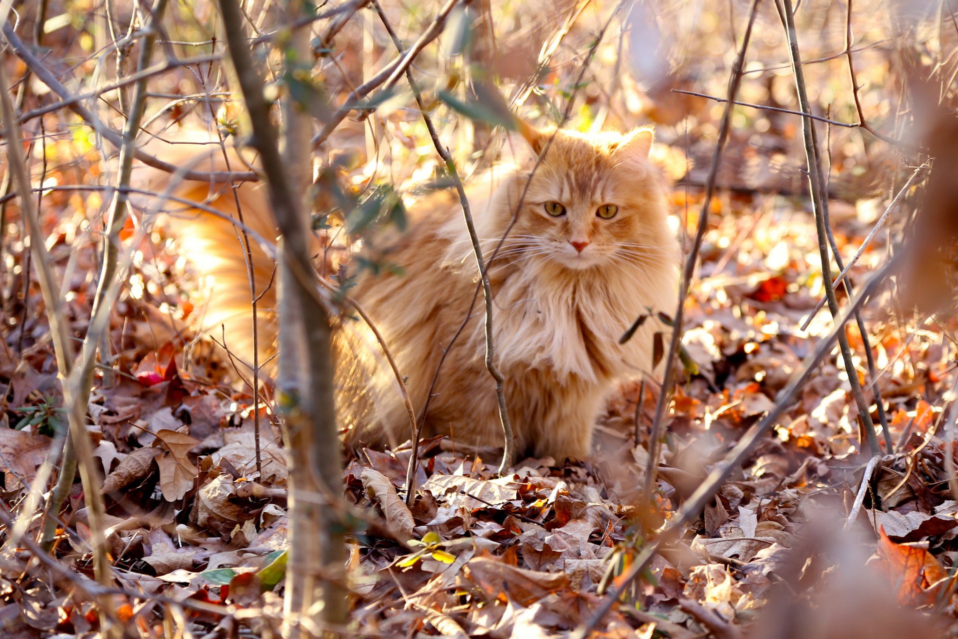 rami foglie secco gatto rosso lanuginoso luce soleggiato