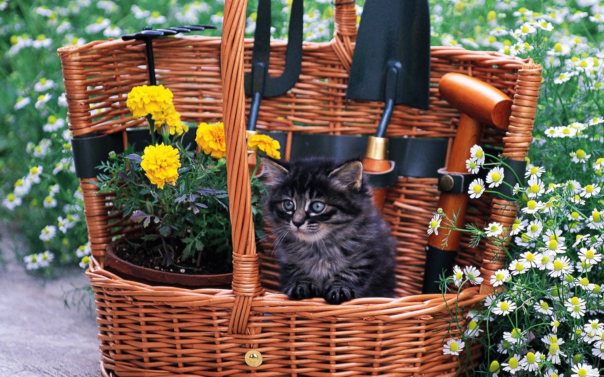 gatto gattino gatto fiori erba cestino