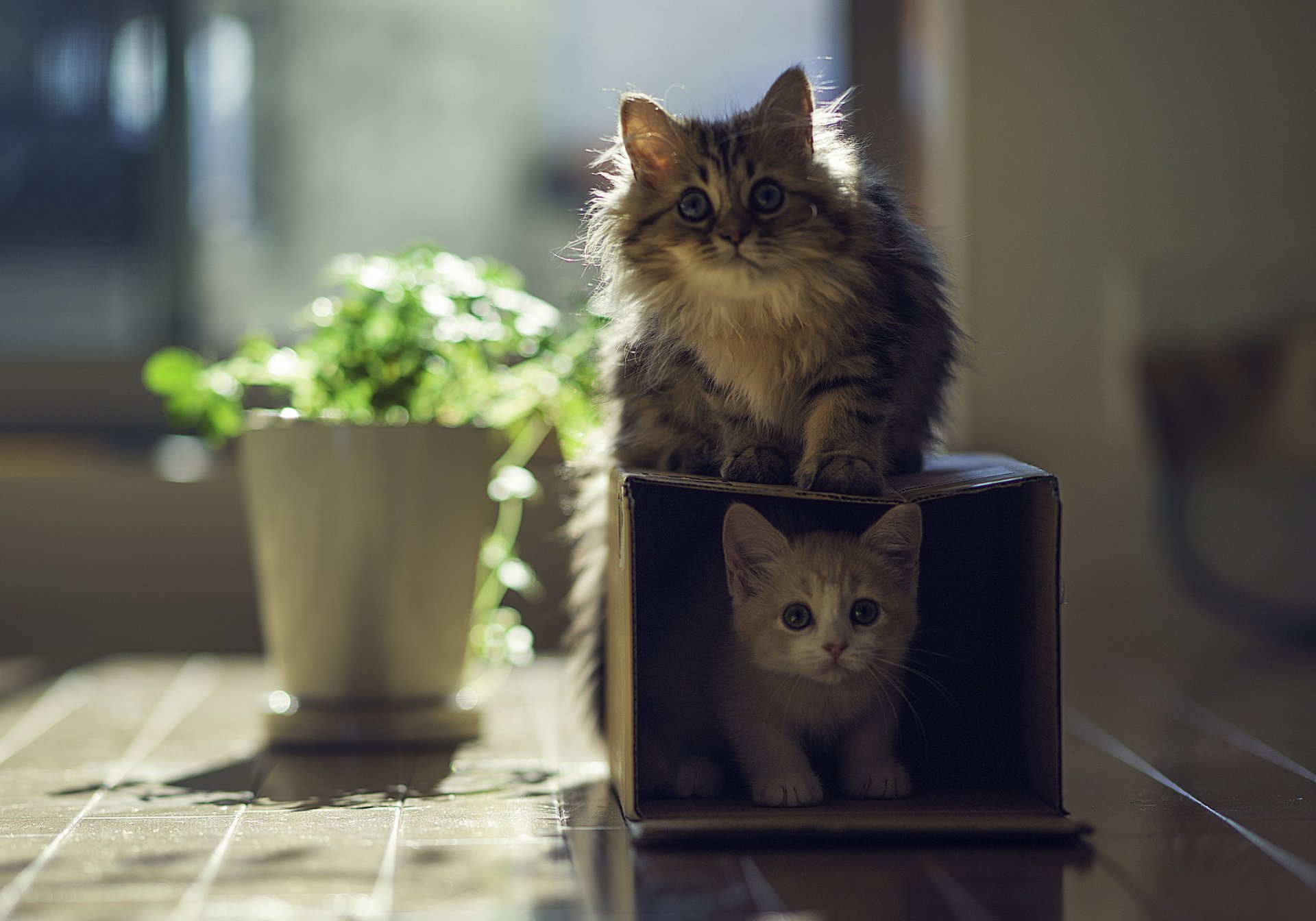 kamille hannah benjamin tord ben tord katzen kätzchen haus box pflanze sonne