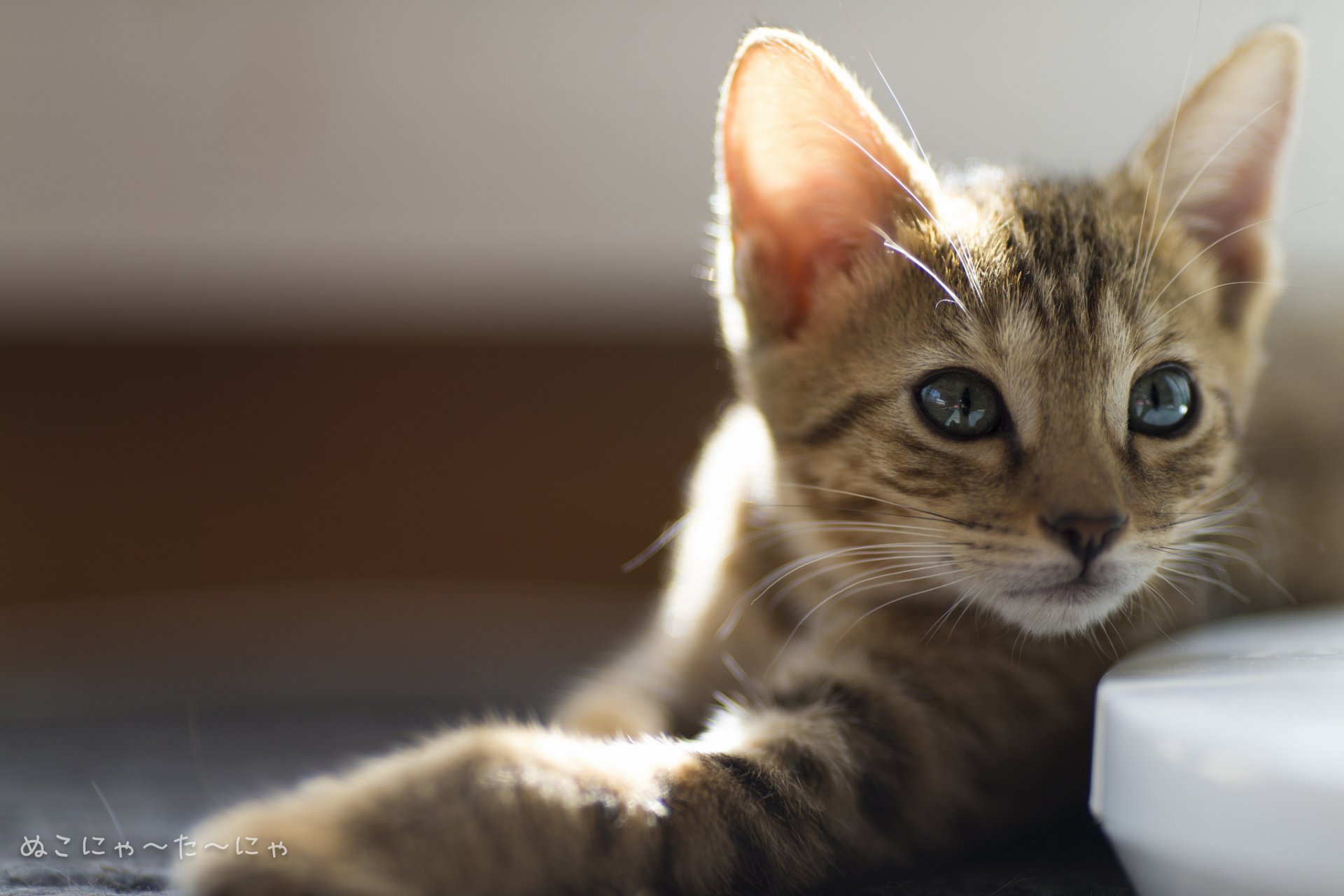 kitten grey striped view