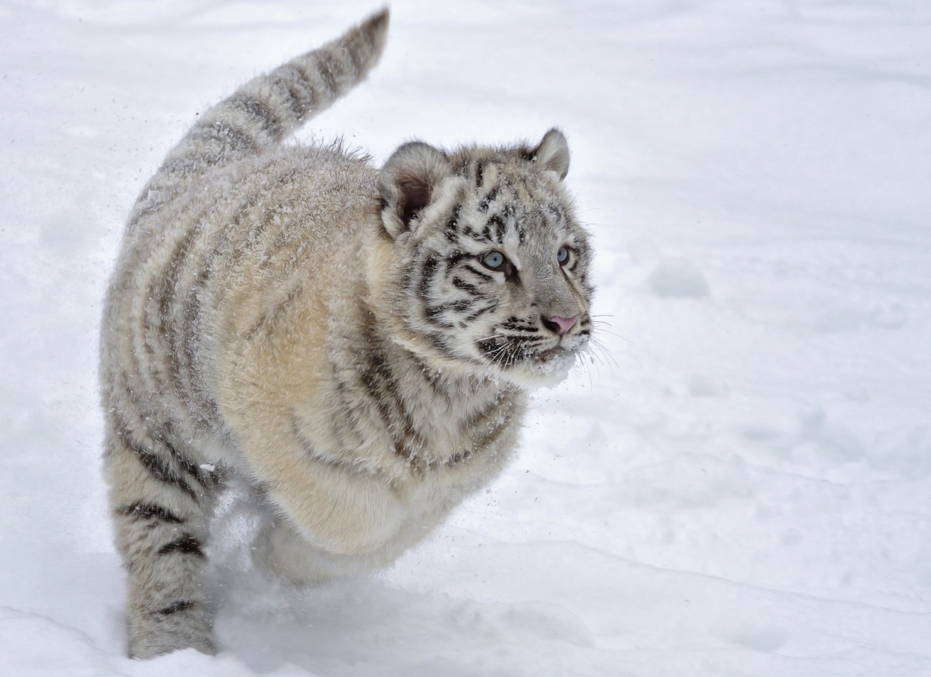 tiger kätzchen winter schnee laufen spiel