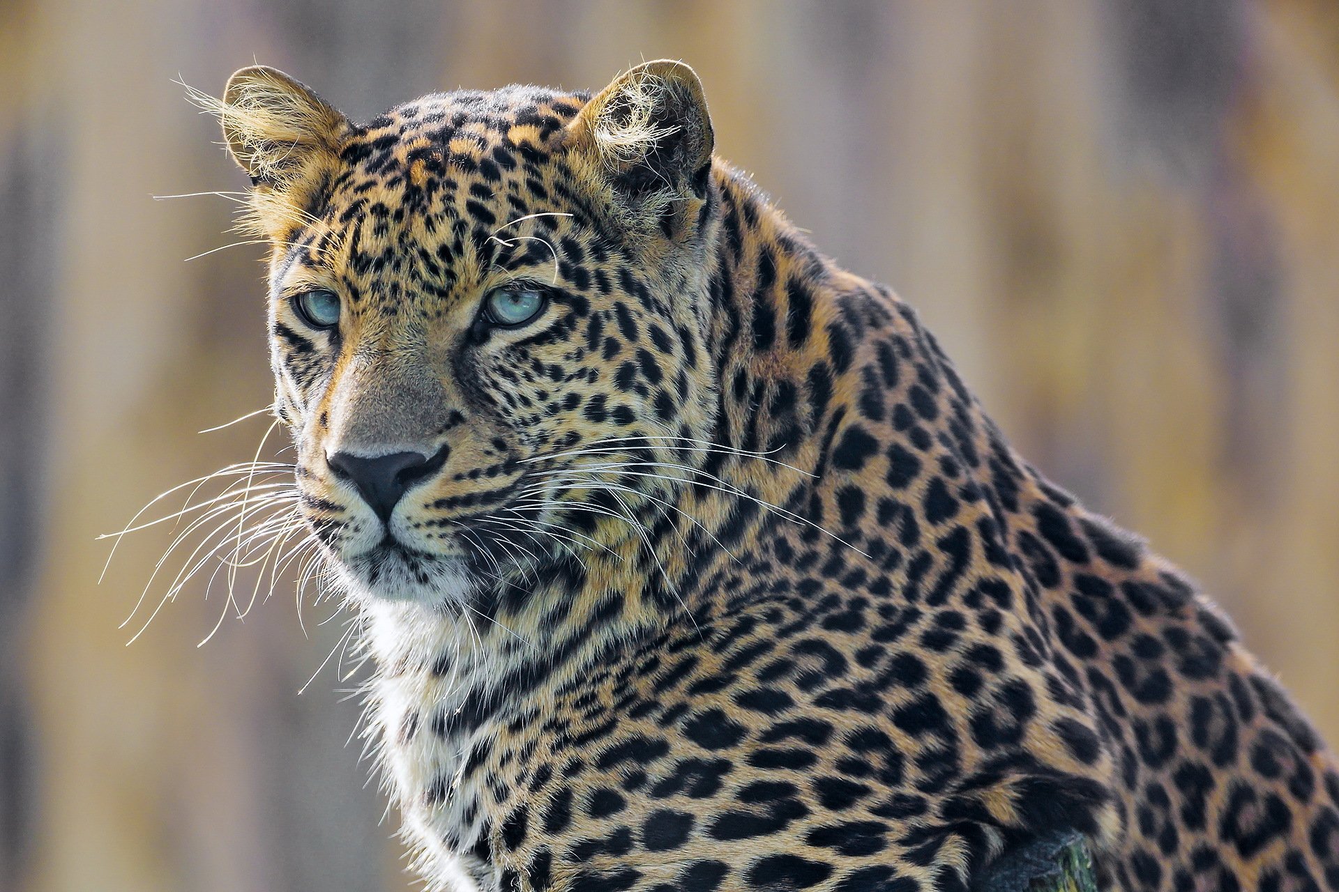 leopardo hocico mirada depredador gato manchado