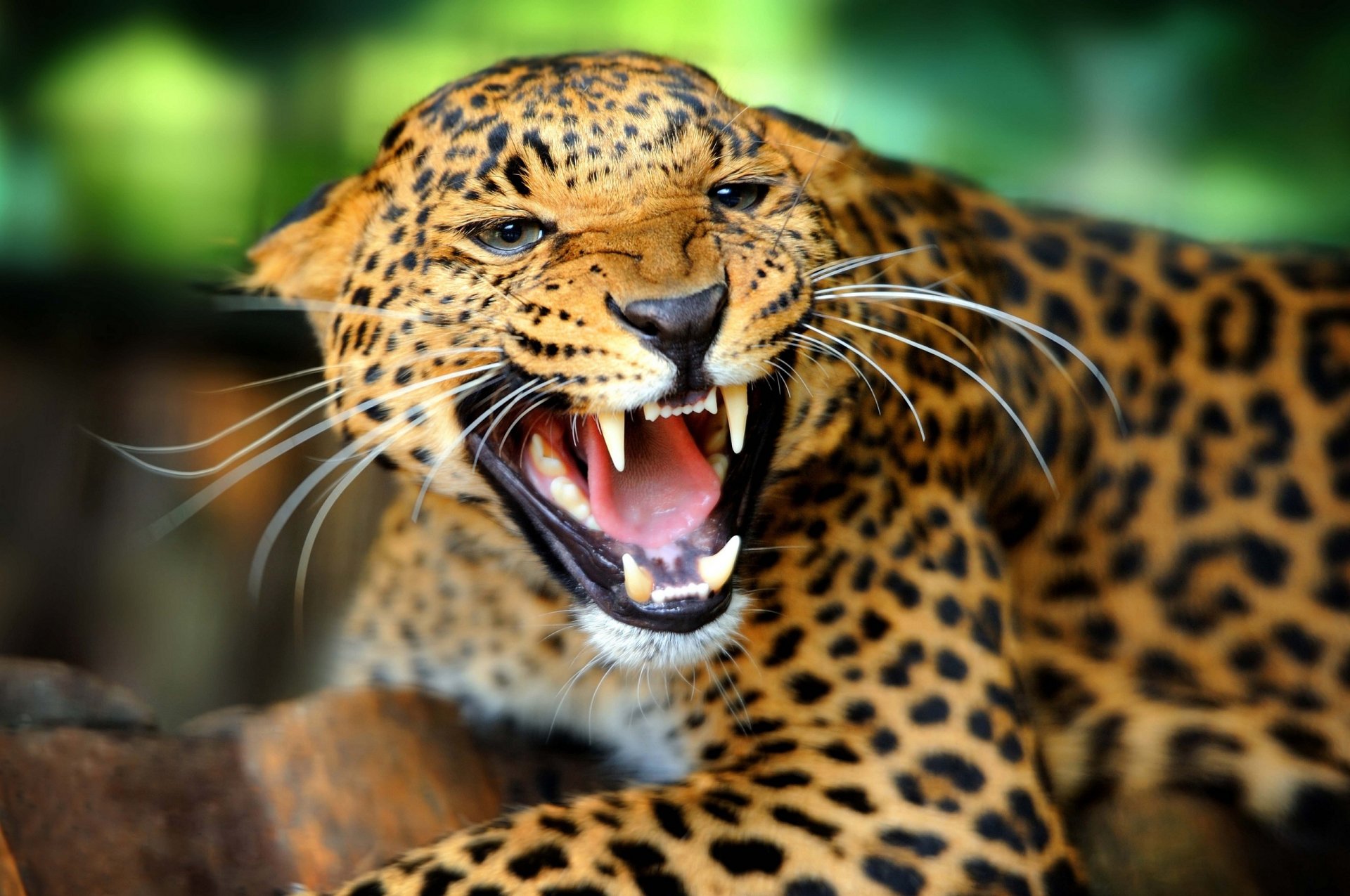 léopard chat sauvage museau sourire rage colère gueule crocs