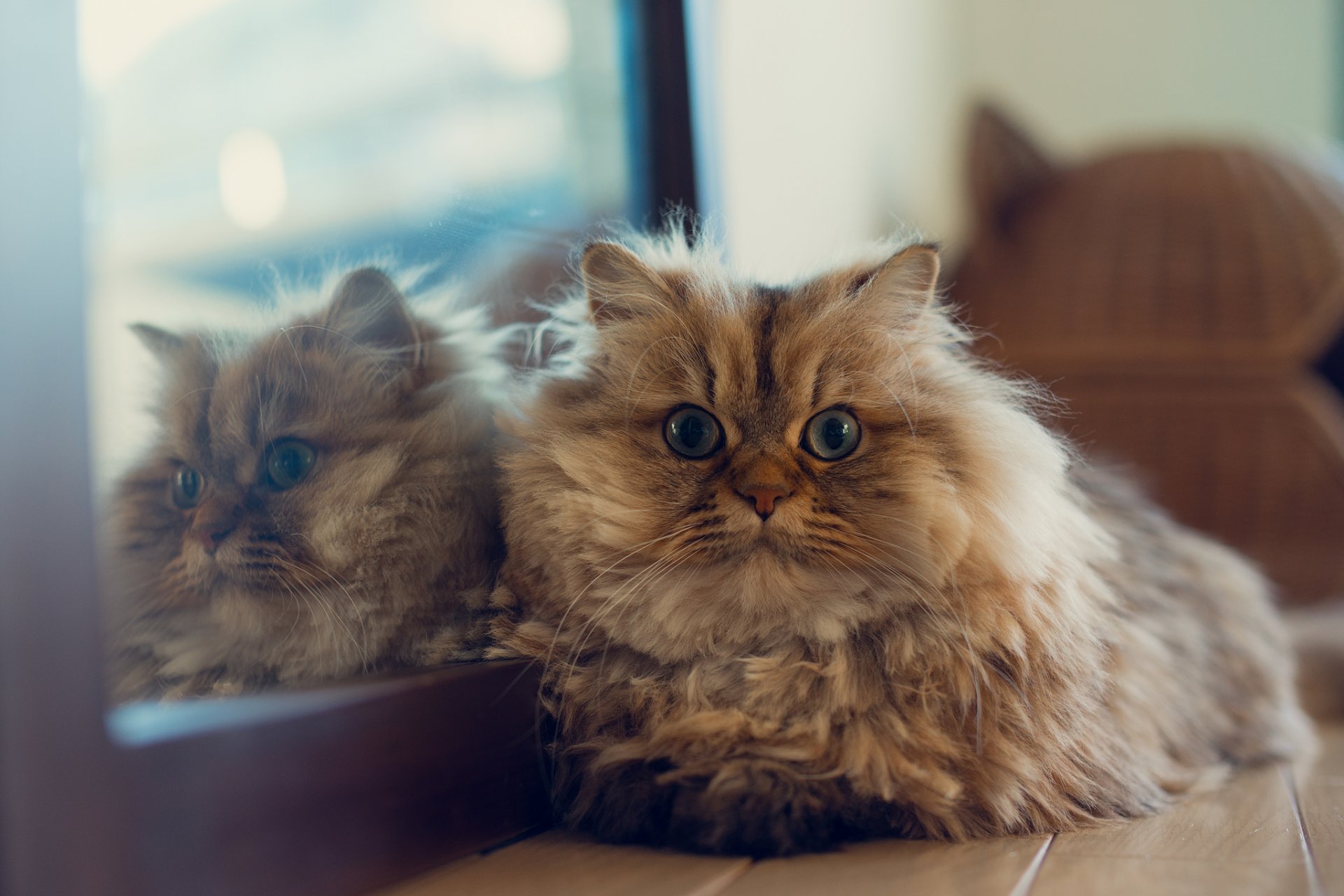 margherita benjamin torod ben torod gatto specchio riflessione casa