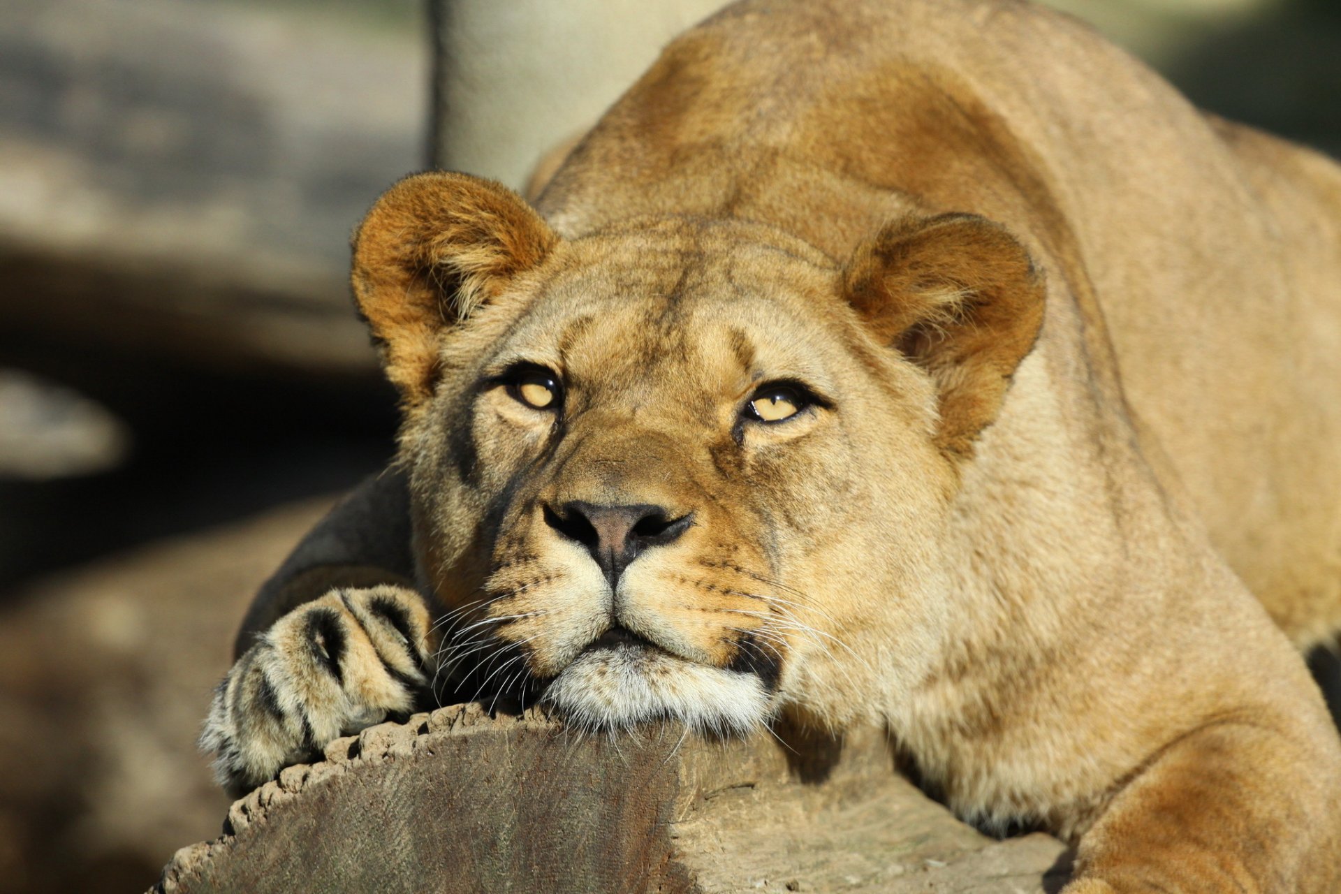 león leona hocico descanso mirada