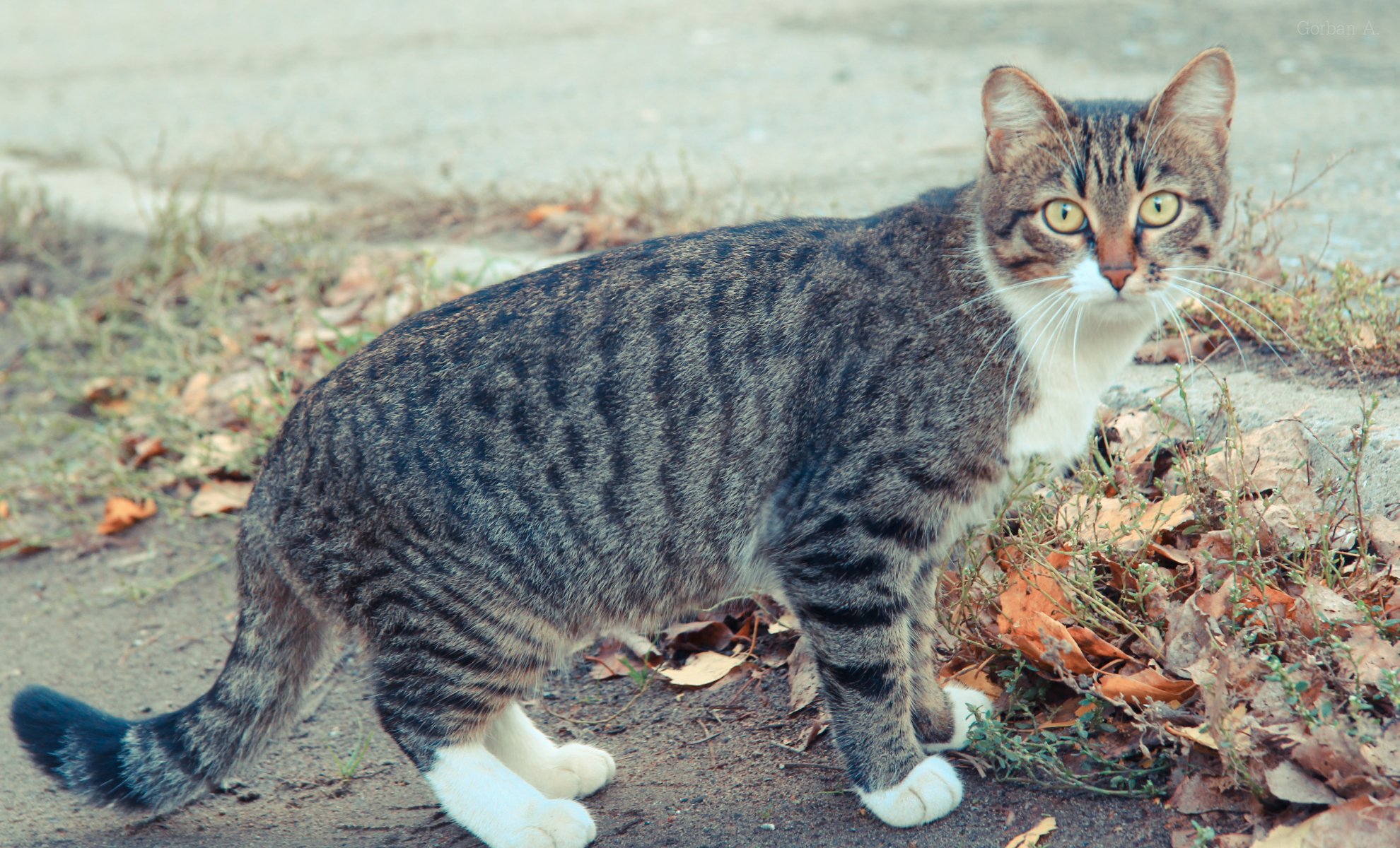 chat chat chat automne yeux