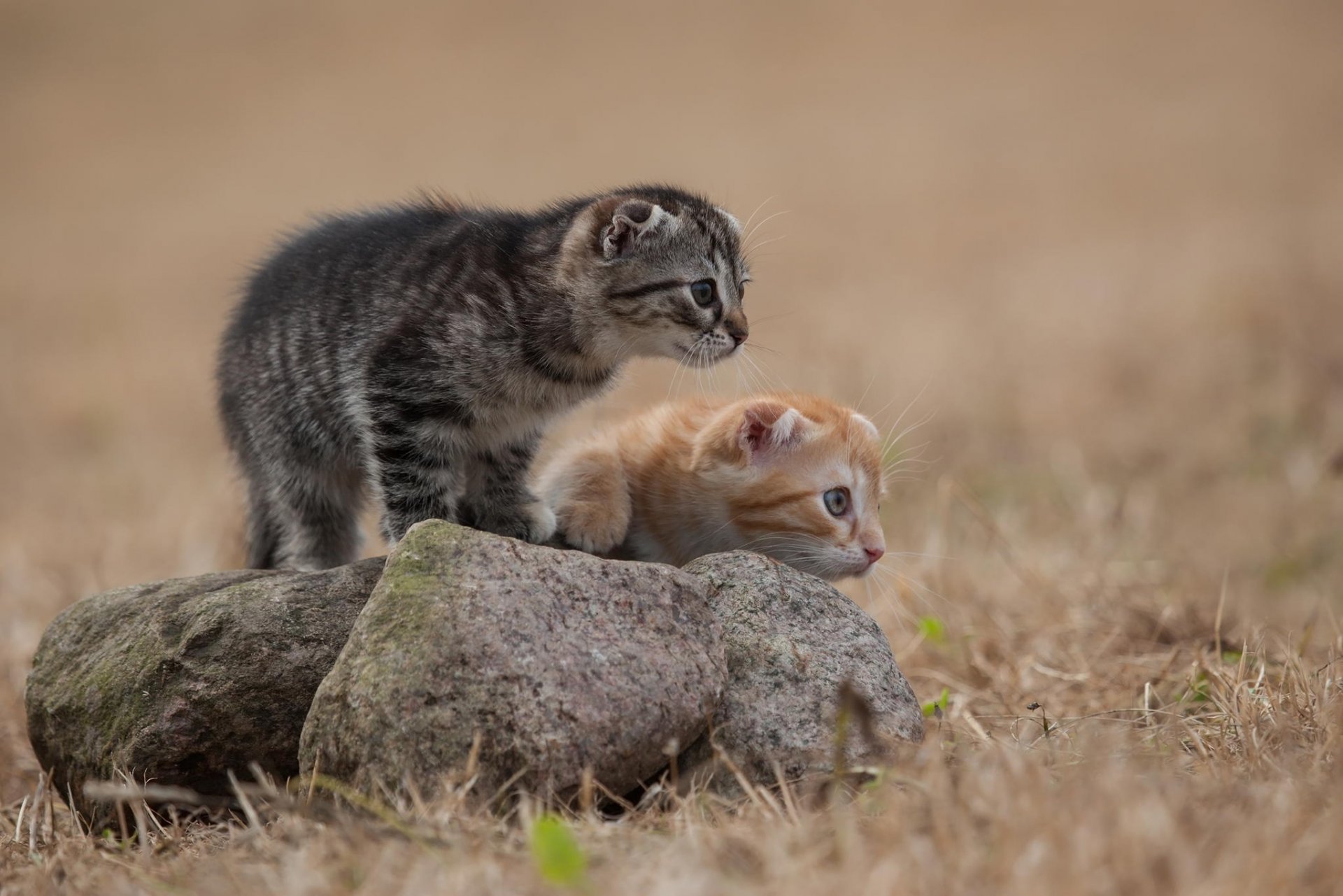 gattini gatti grigio rosso lana pietra erba guardano