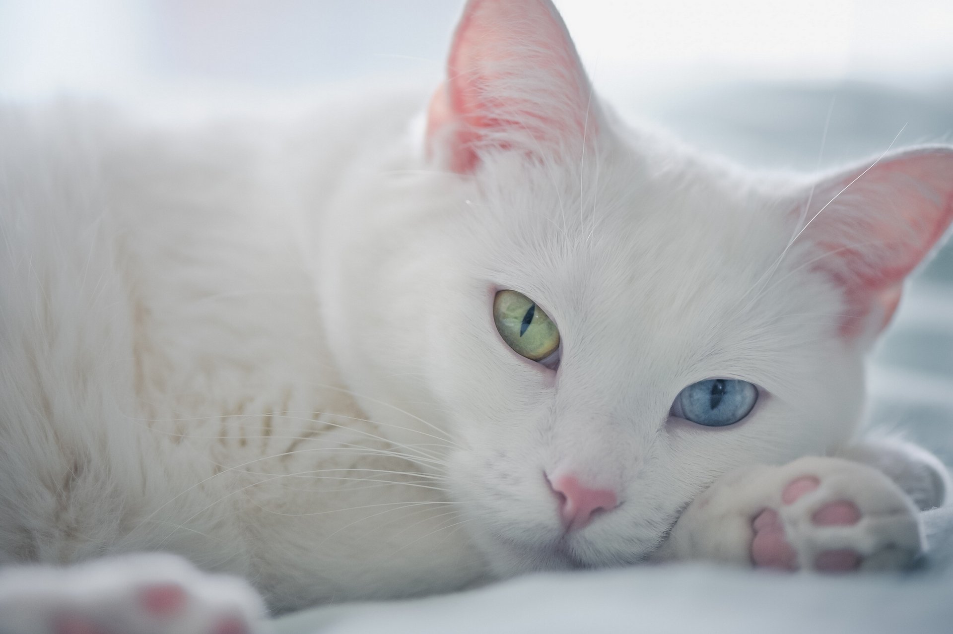 chat blanc regard museau yeux différents