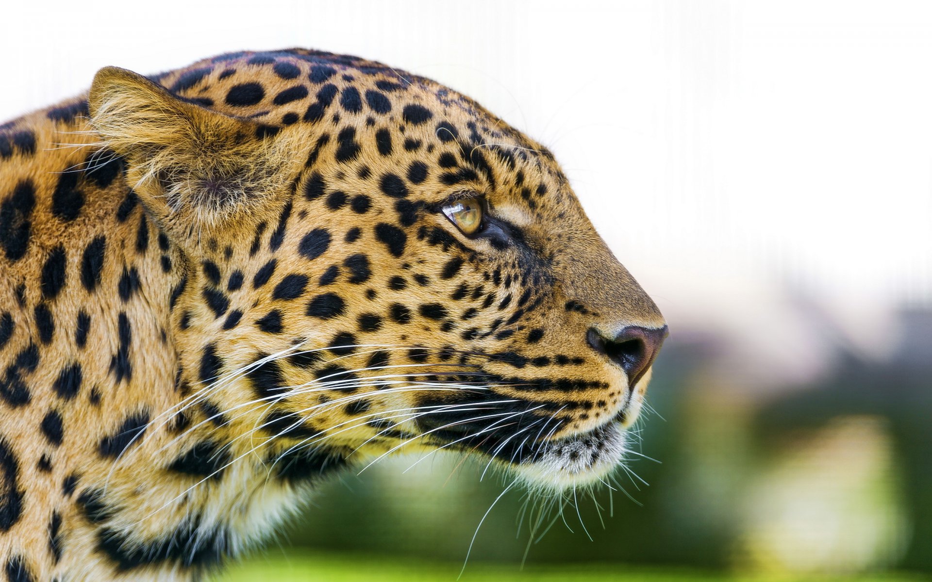 leopard pardus-panther schnauze profil raubtier blick