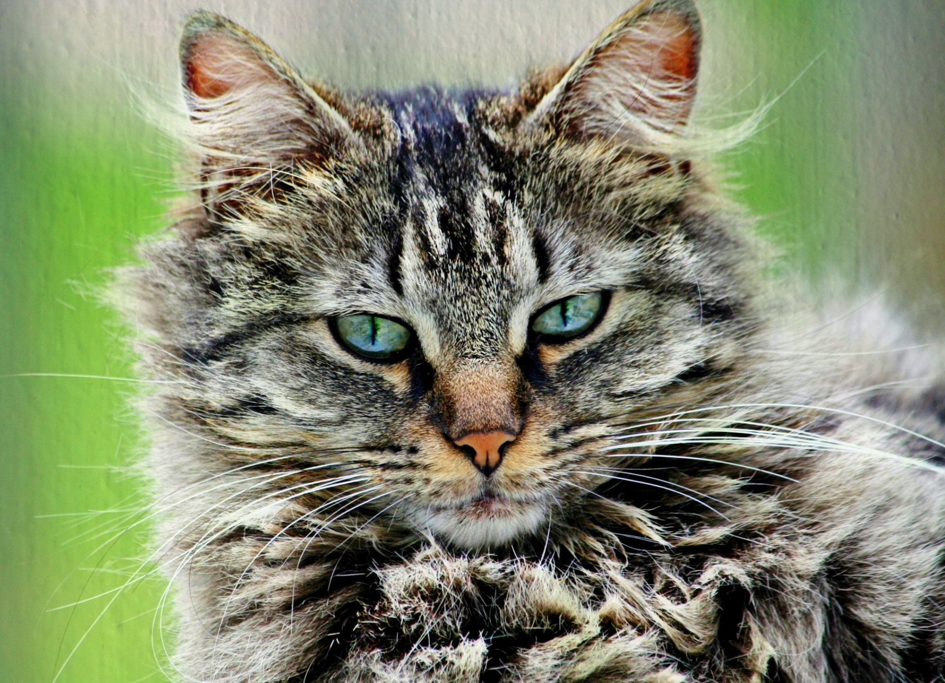 cat cat gray fluffy striped portrait