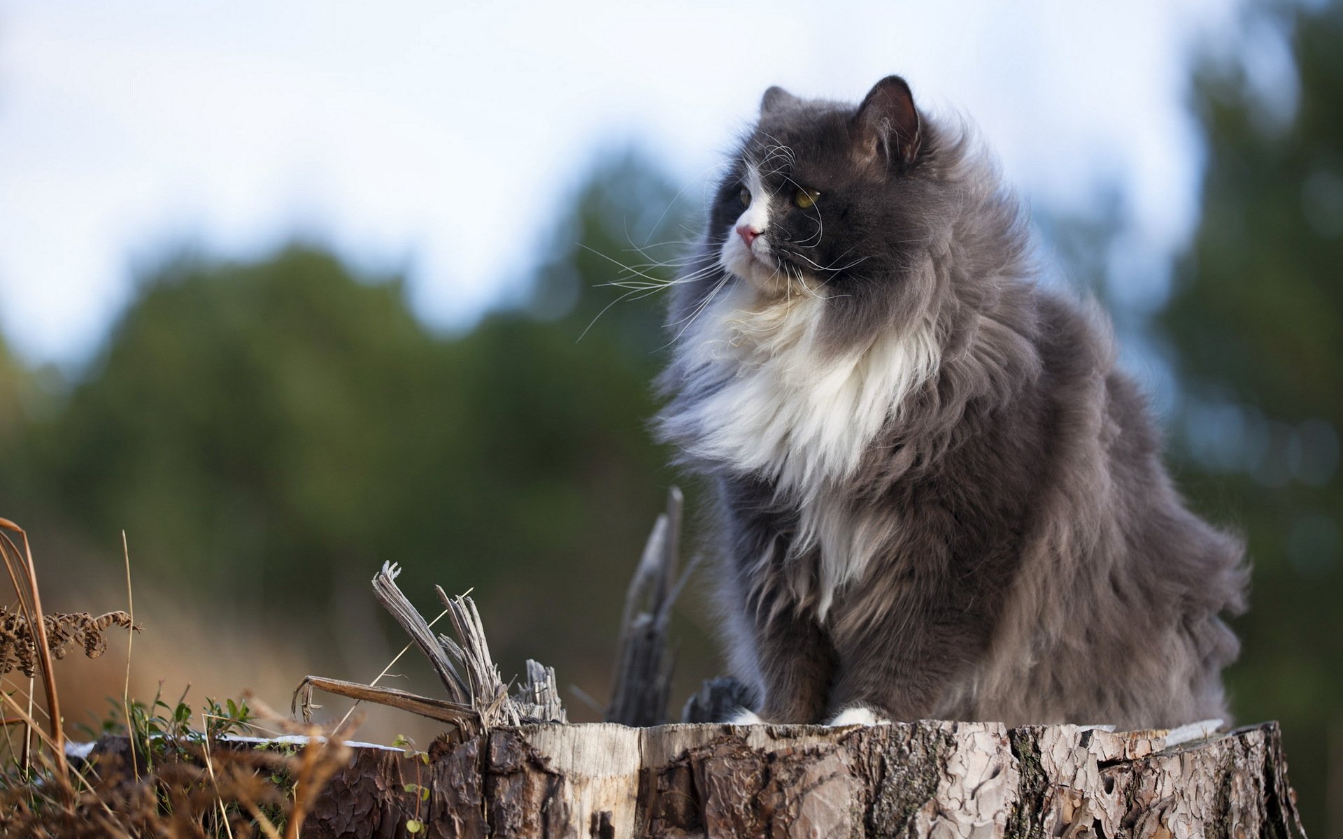 cat stump nature