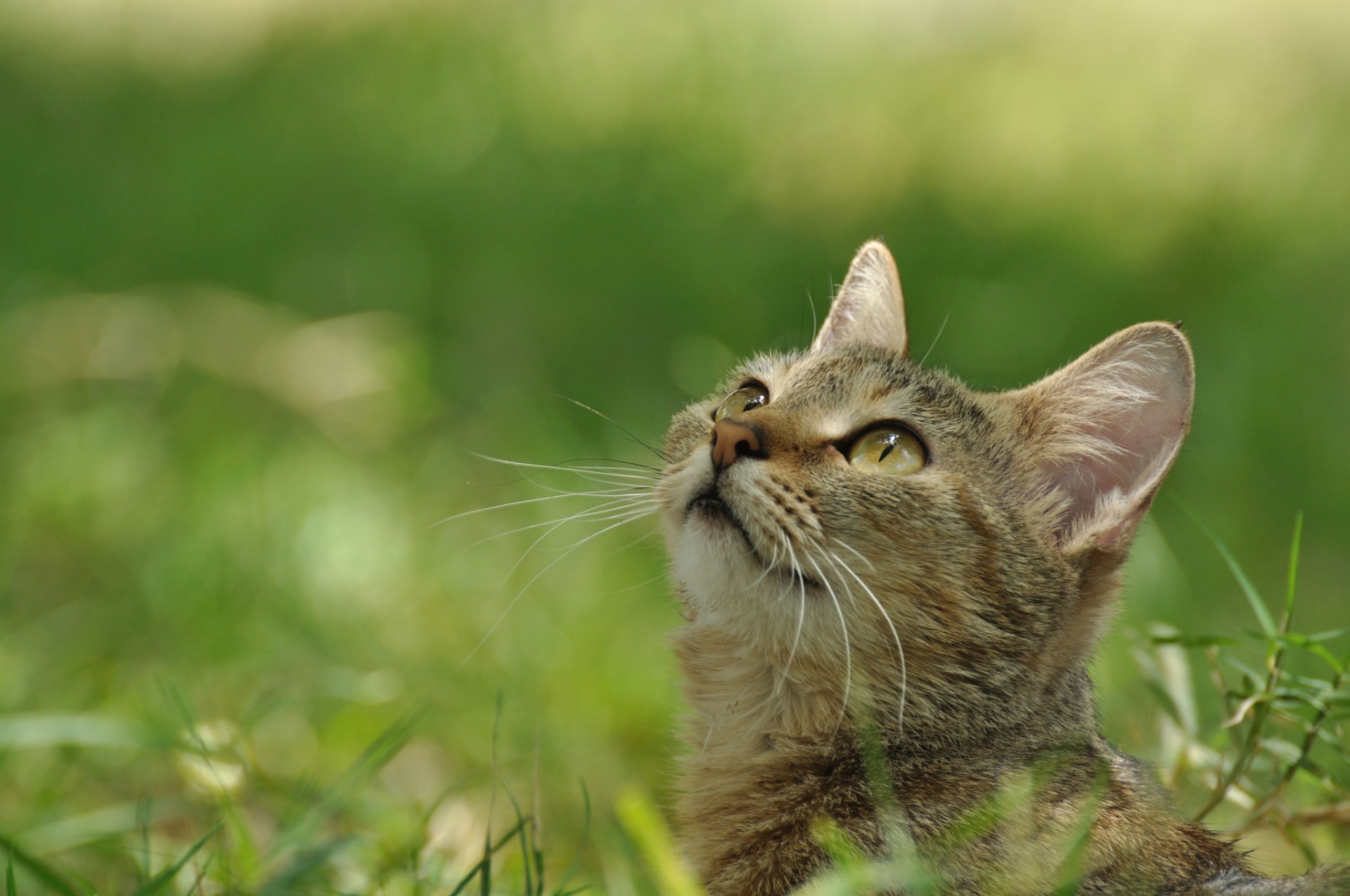 cat kitten grey striped muzzle view