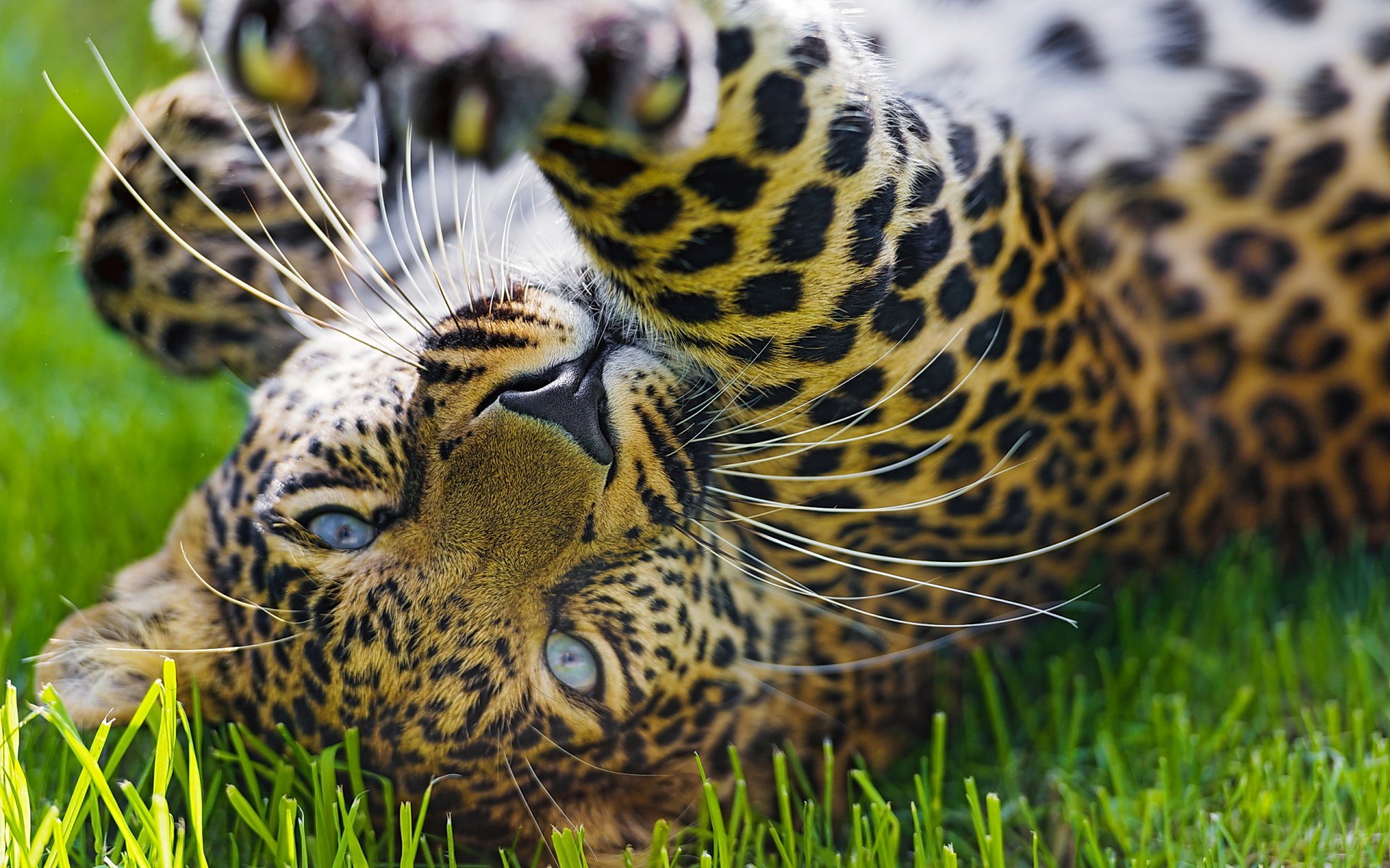 leopardo muso zampa erba gioco predatore