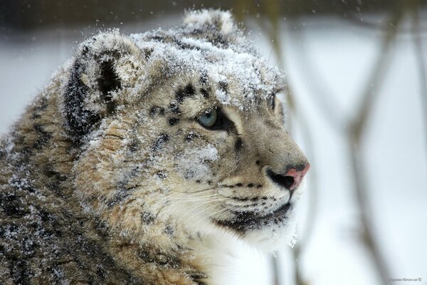 Muso predatore del leopardo delle nevi inverno